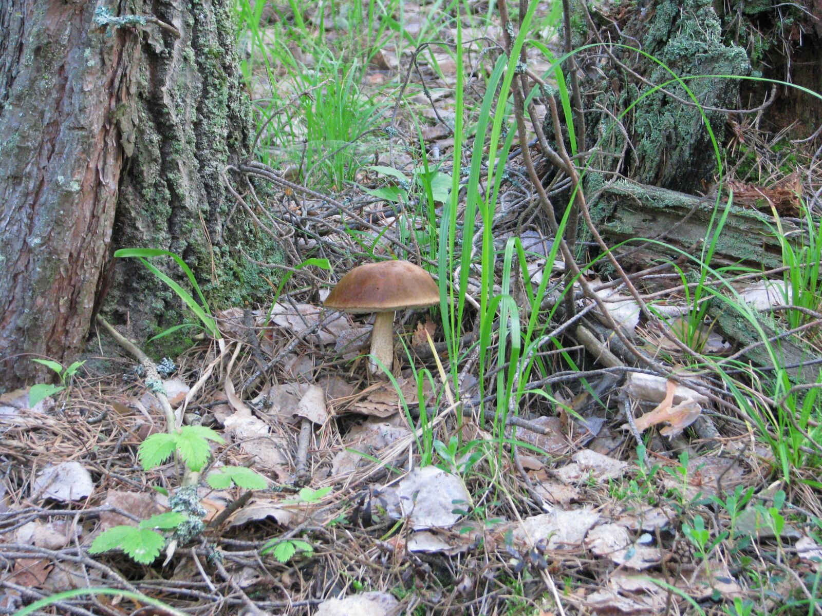Canon POWERSHOT S5 IS sample photo. Forest, grass, mushroom photography