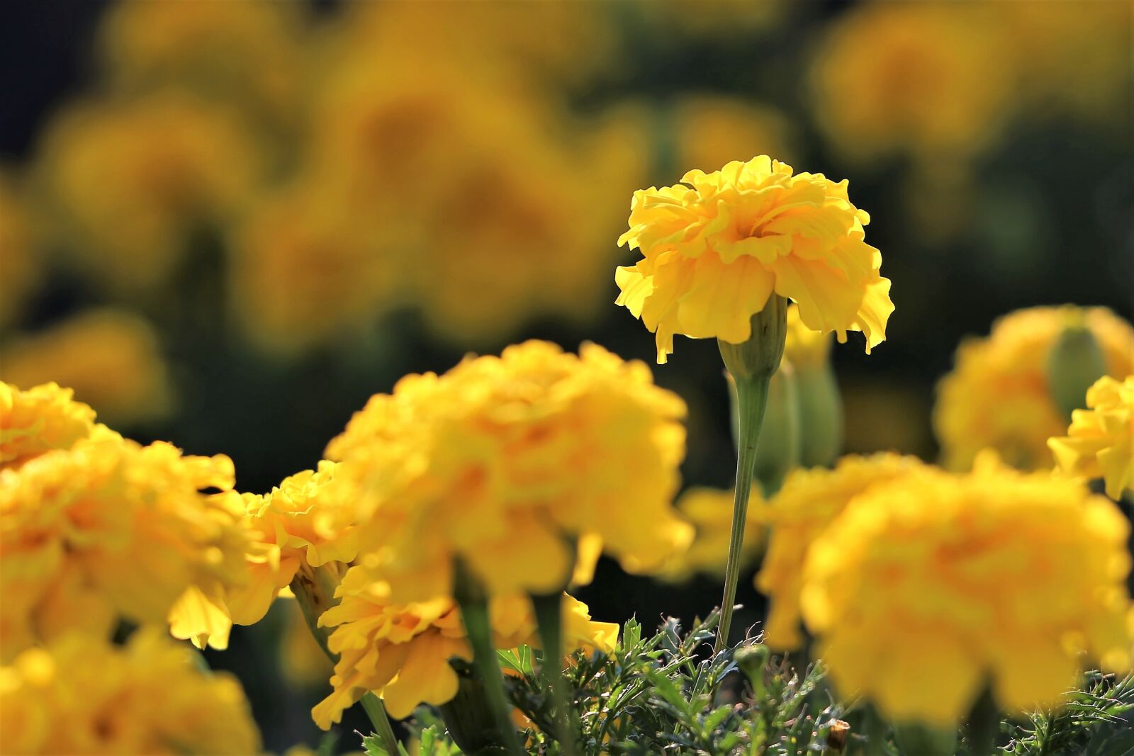 Canon EF 70-300 F4-5.6 IS II USM sample photo. Yellow taggetes, flowers, bloom photography