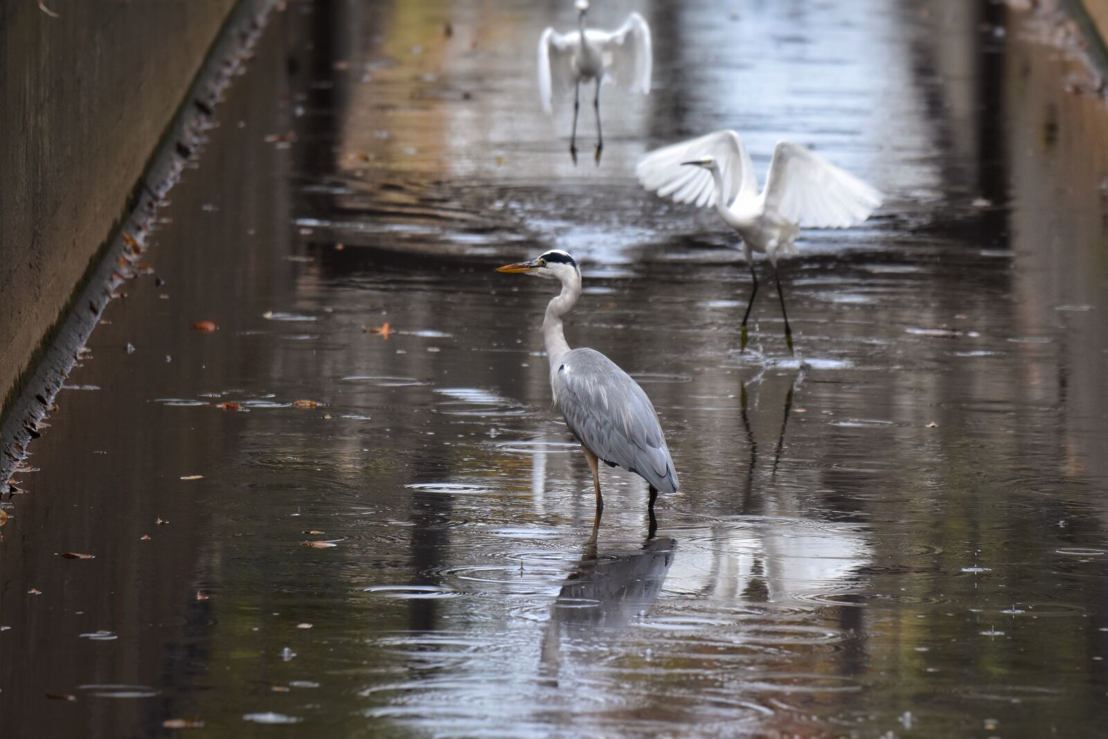 Nikon D7200 sample photo. Animal, river, heron photography