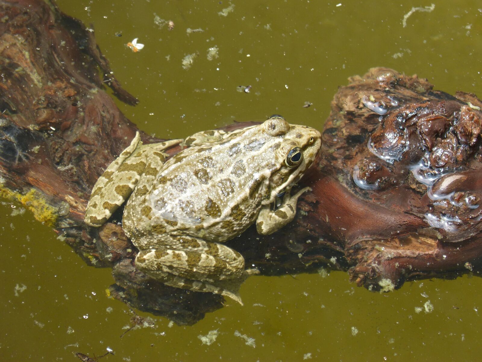 Panasonic DMC-FZ62 sample photo. Frog, batrachian, pond photography