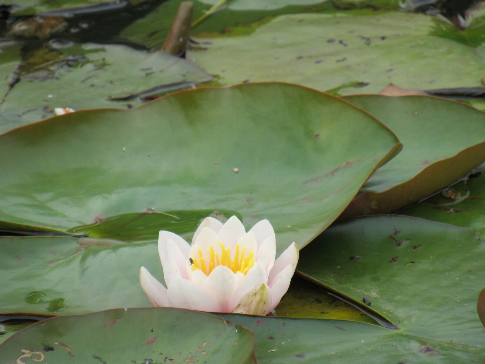 Canon PowerShot SX520 HS sample photo. Waterlily photography