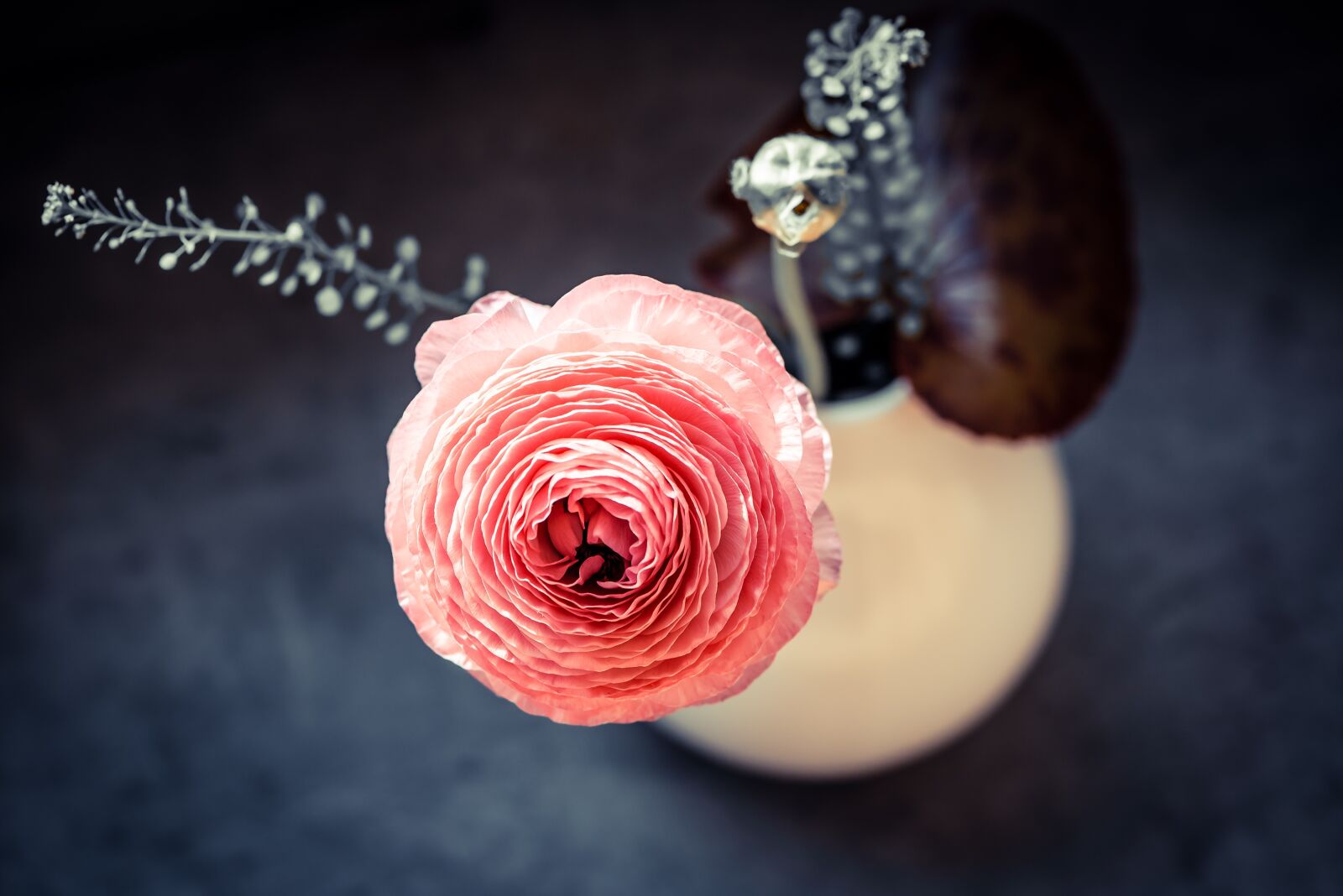 Nikon D750 sample photo. Ranunculus, flower, blossom photography