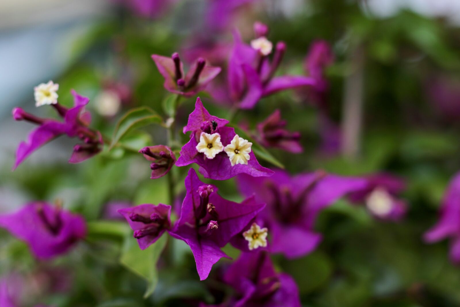 Canon EOS 7D Mark II + Canon EF 50mm F1.8 STM sample photo. Bougainvillea, purple, flowers photography