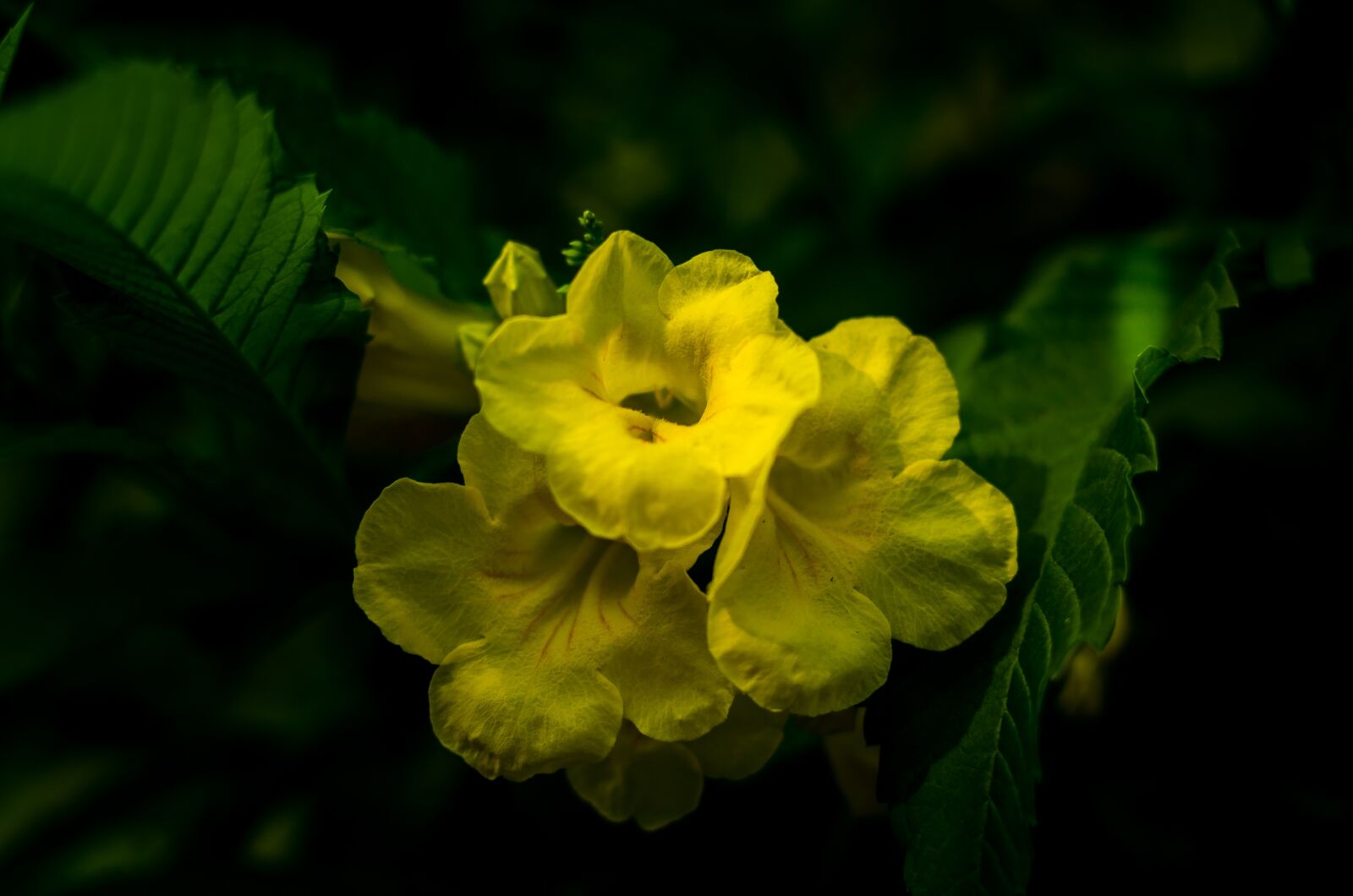 Nikon D5100 sample photo. Beautiful flowers, yellow flowers photography