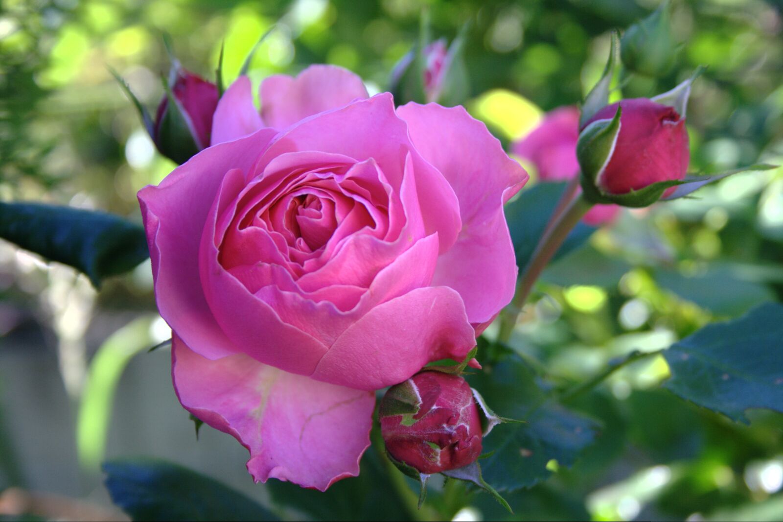 Canon EOS 400D (EOS Digital Rebel XTi / EOS Kiss Digital X) sample photo. Rose, rose bloom, rose photography