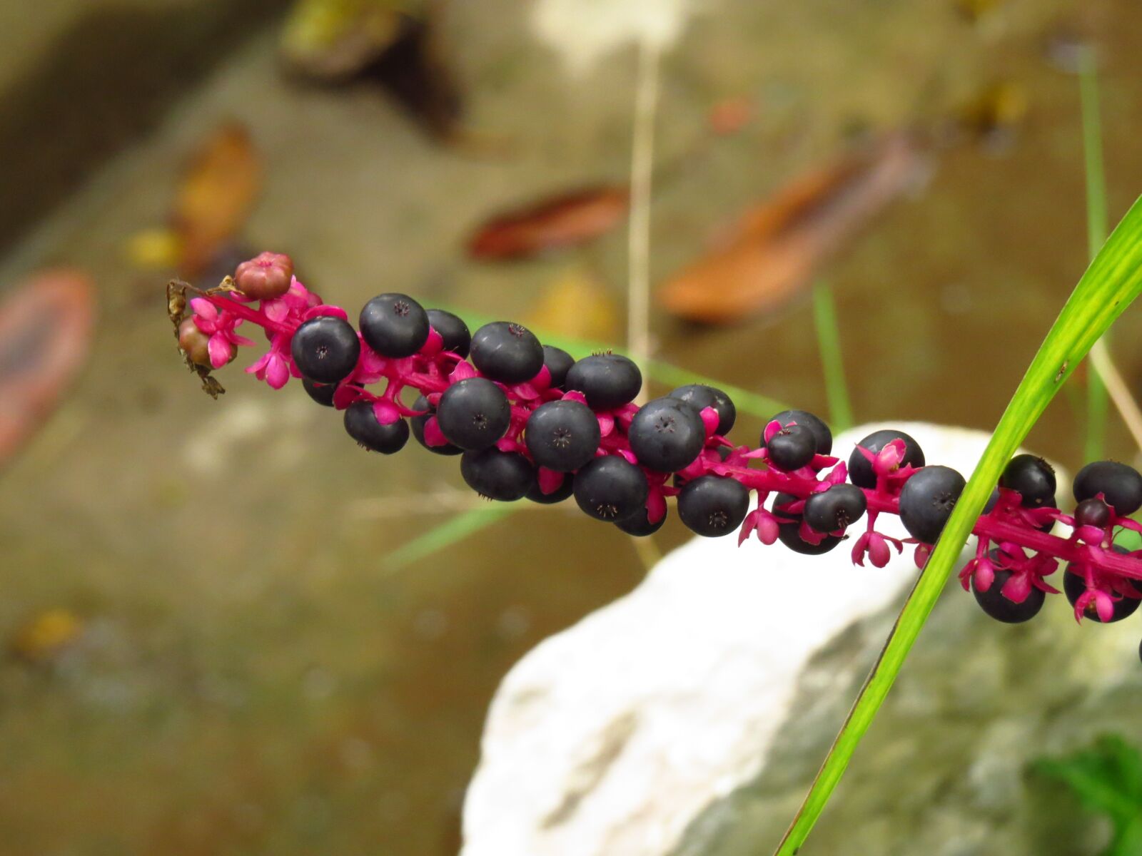 Canon PowerShot SX50 HS sample photo. Nature, fruit, plant photography