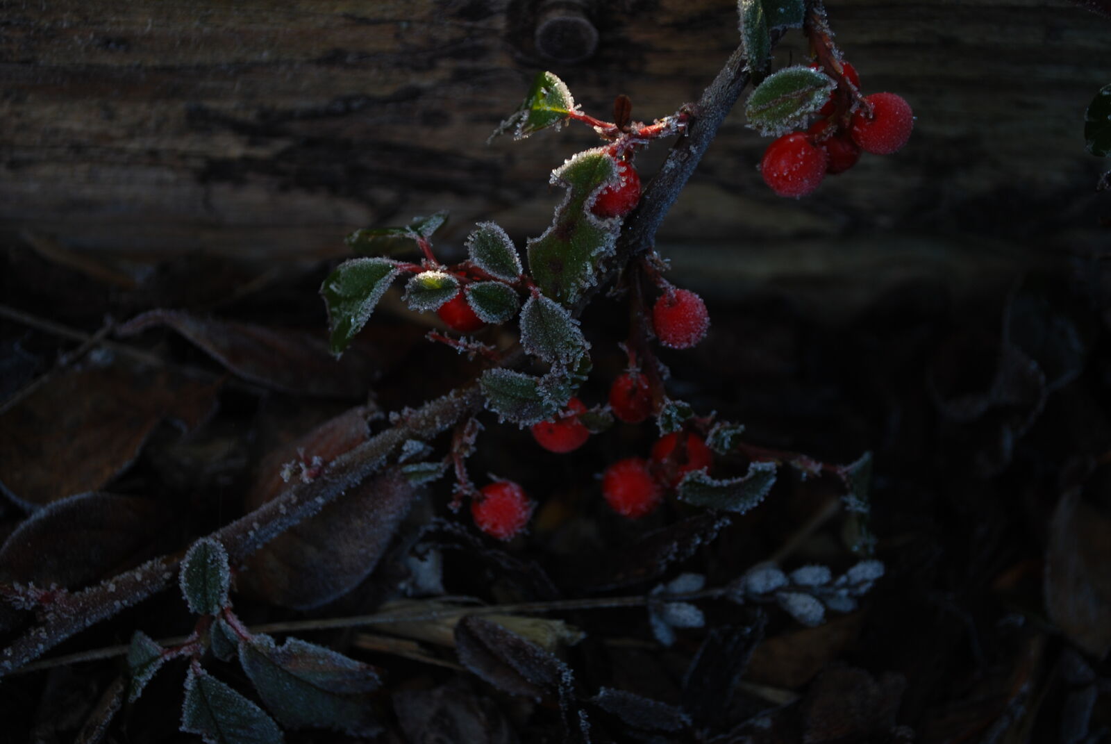 Nikon D60 sample photo. Freeze, hoarfrost, rose, hip photography