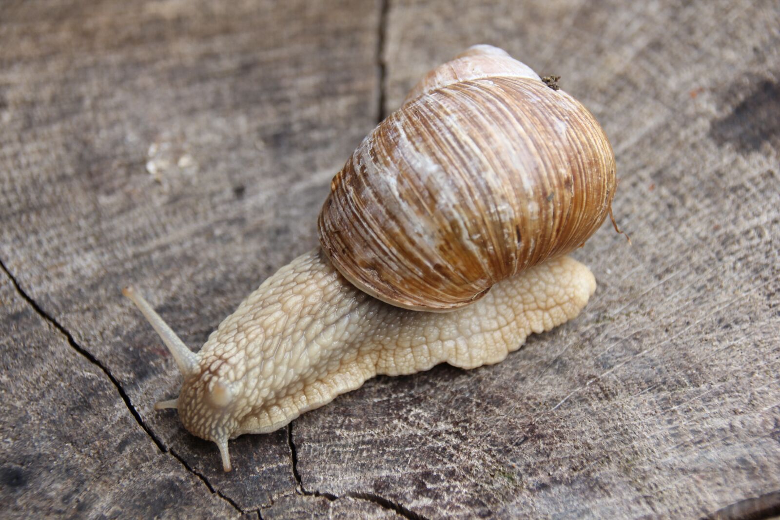 Canon EOS 60D sample photo. Snail, crawl, creature photography