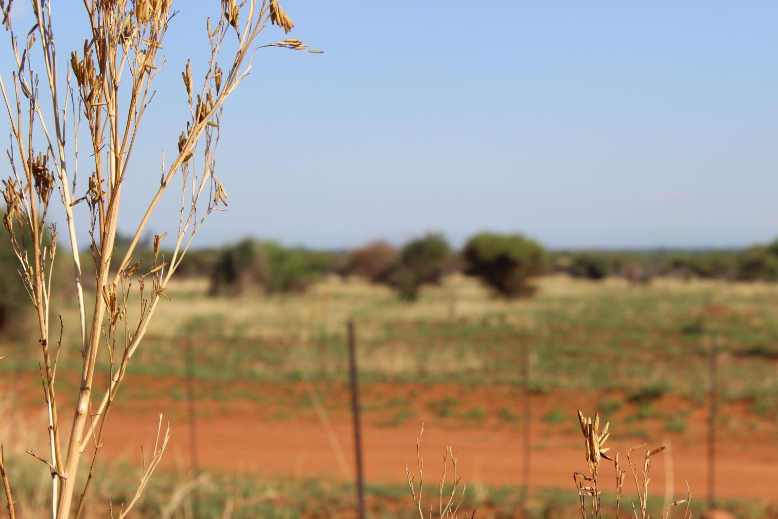 Canon EOS 600D (Rebel EOS T3i / EOS Kiss X5) sample photo. Bush, south africa, africa photography