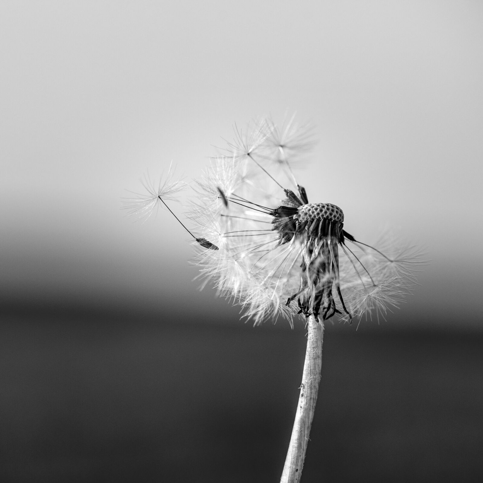 Nikon D750 sample photo. Dandelion, black and white photography