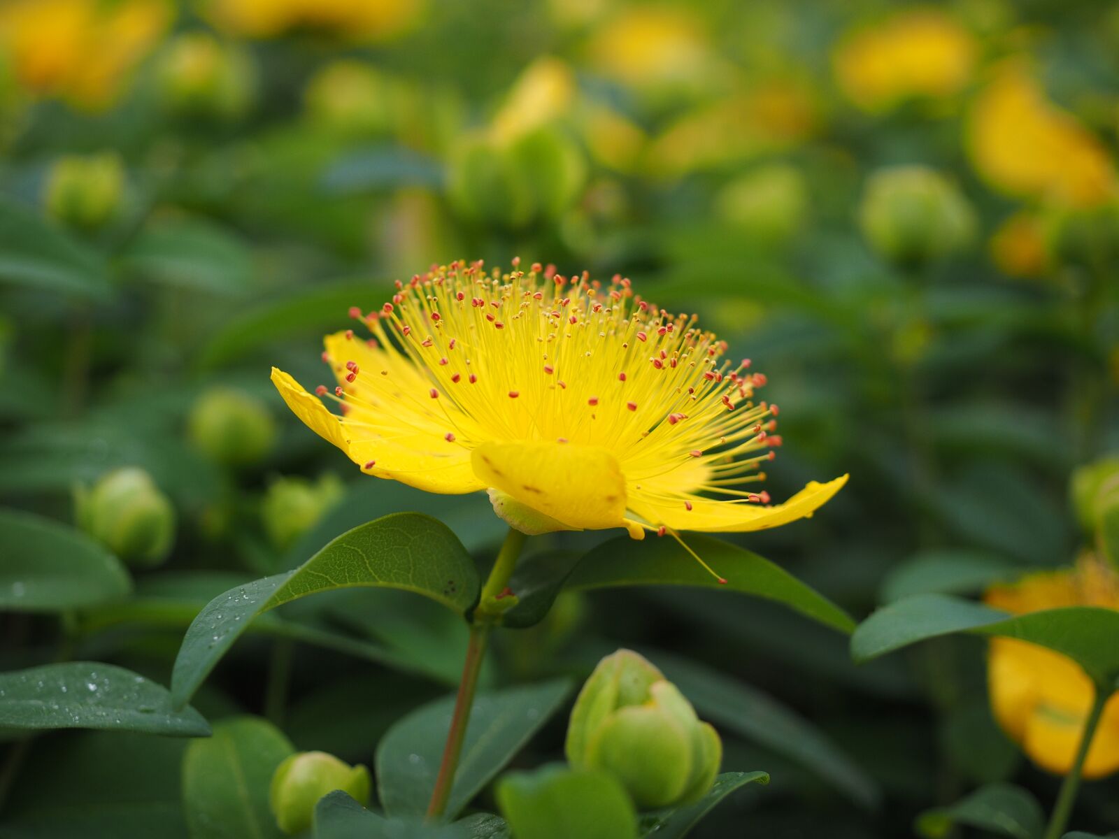Olympus OM-D E-M1 + Olympus M.Zuiko Digital ED 12-40mm F2.8 Pro sample photo. St john's wort, flower photography