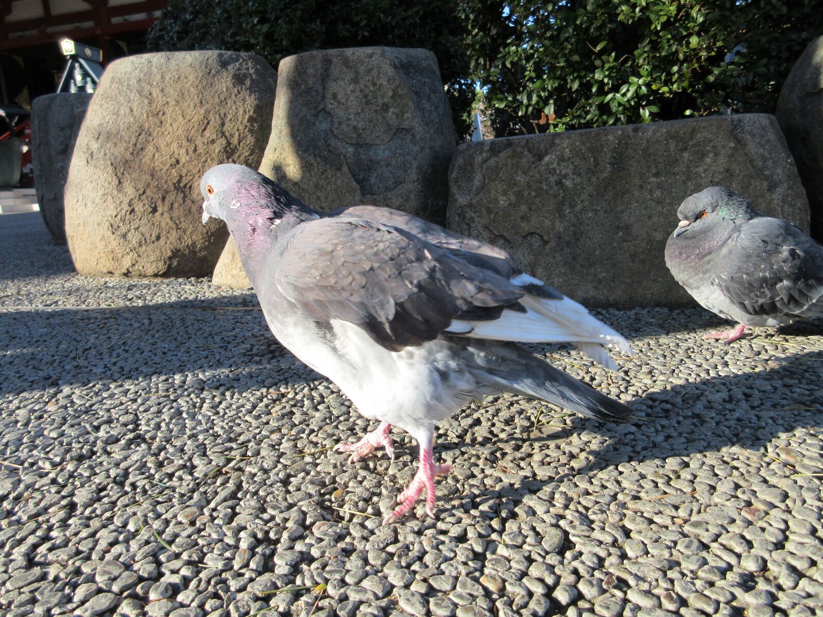 Canon PowerShot ELPH 360 HS (IXUS 285 HS / IXY 650) sample photo. Dove, bird, animal photography