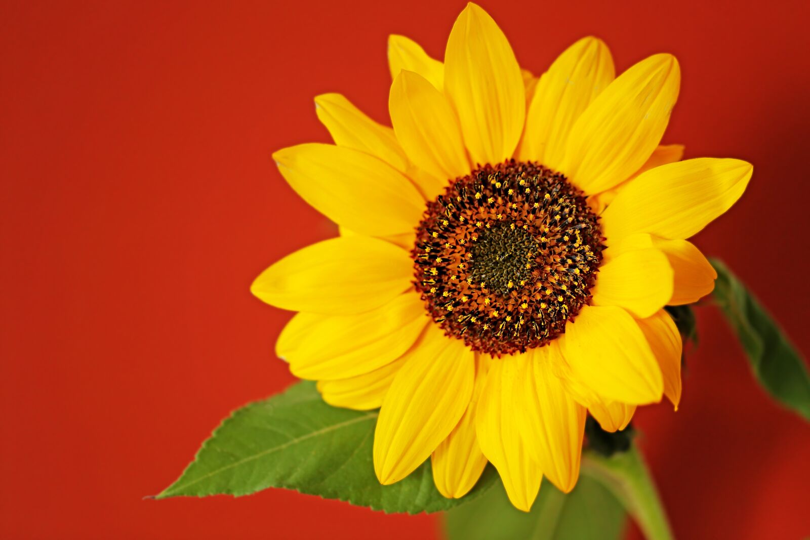 Canon EF 100mm F2.8L Macro IS USM sample photo. Sunflower, flower, flora photography