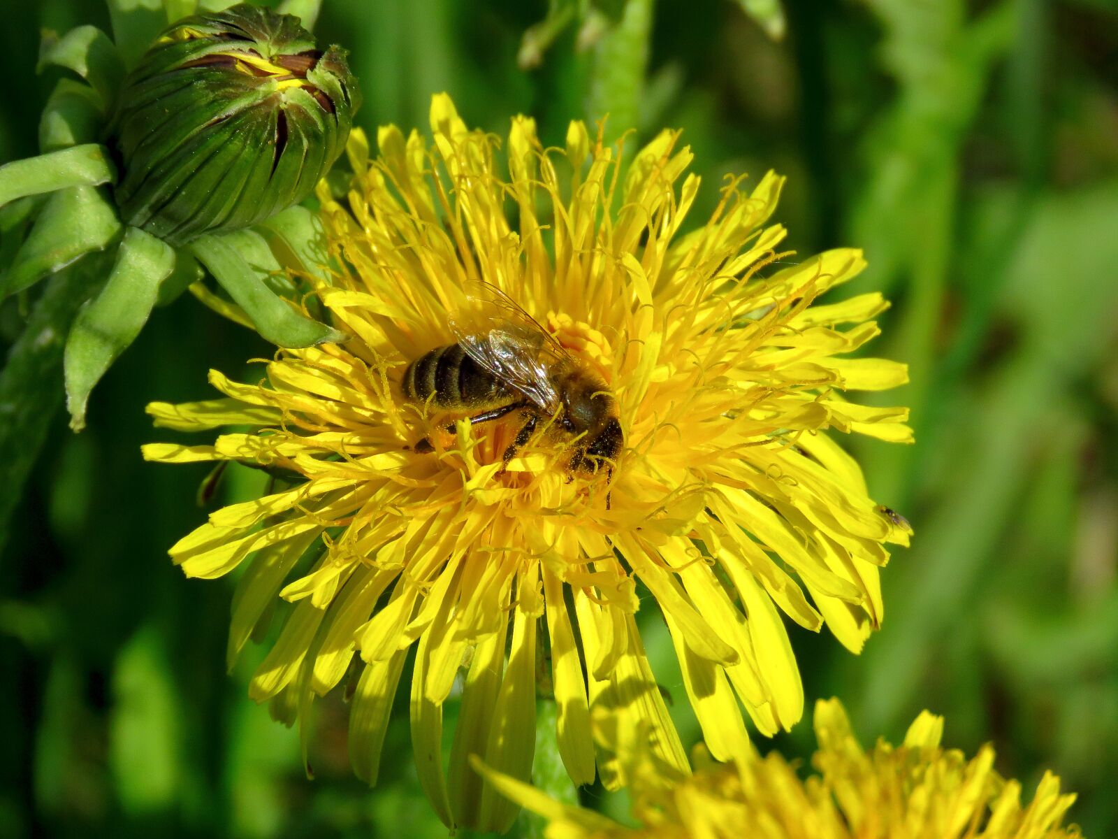 Canon PowerShot SX60 HS sample photo. Bee, dandelion, flower photography