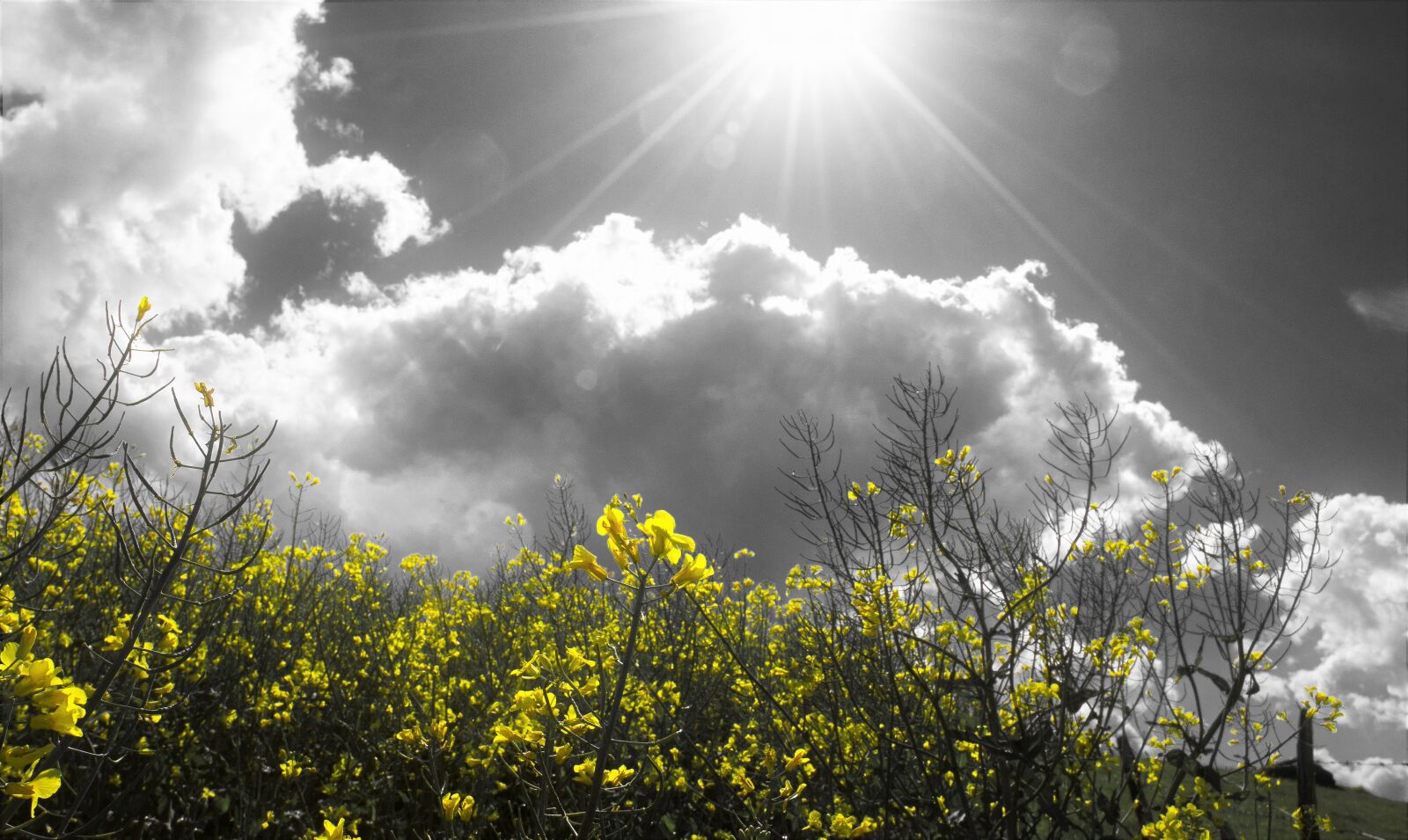 Nikon D3400 sample photo. Oilseed rape, only yellow photography