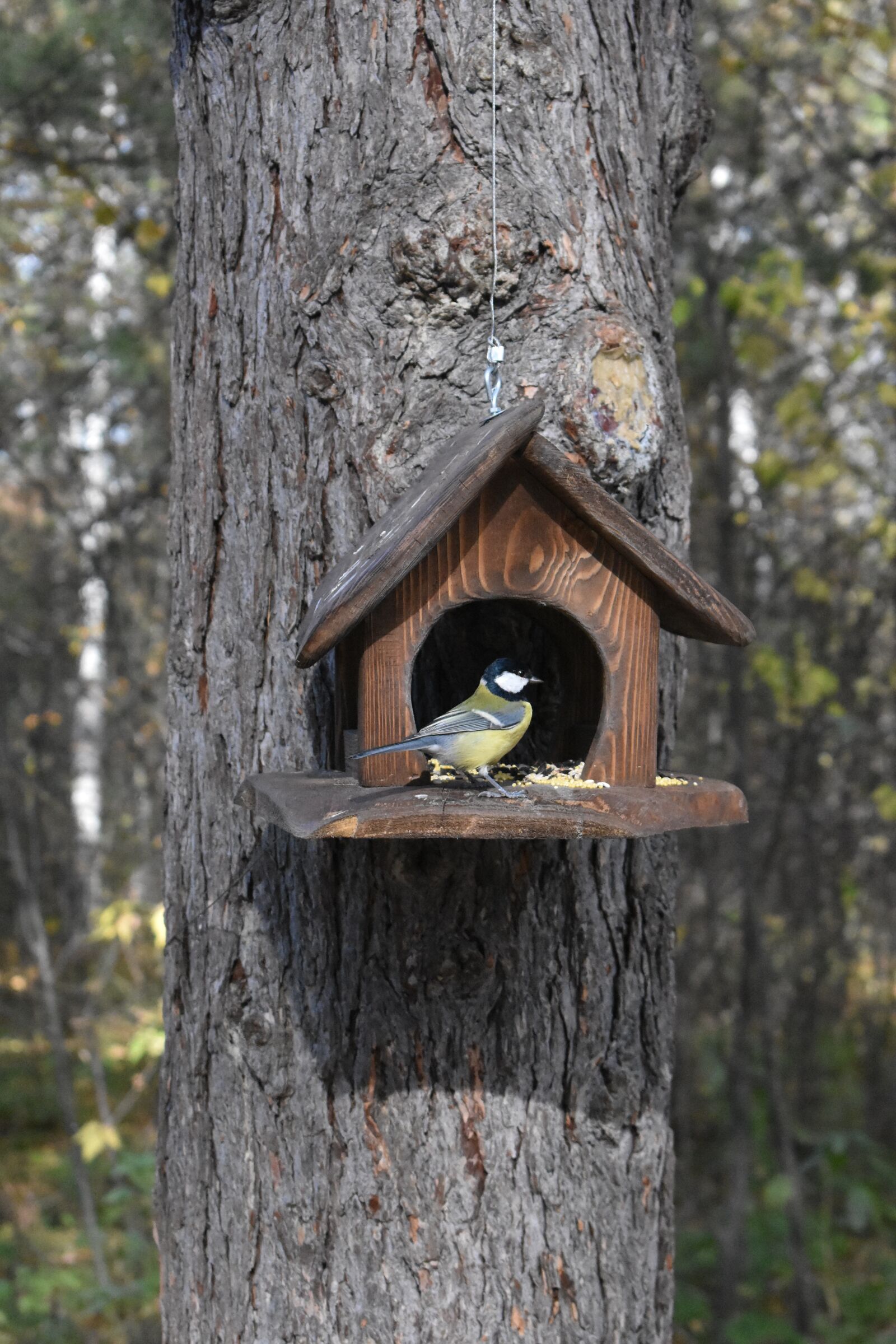 Nikon D3400 sample photo. Forest, feeder, birds photography