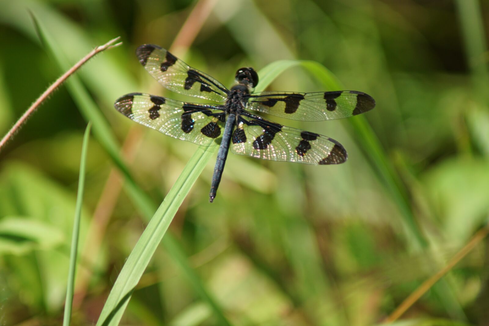 Sony ILCA-77M2 sample photo. Nature, dragonfly, insect photography