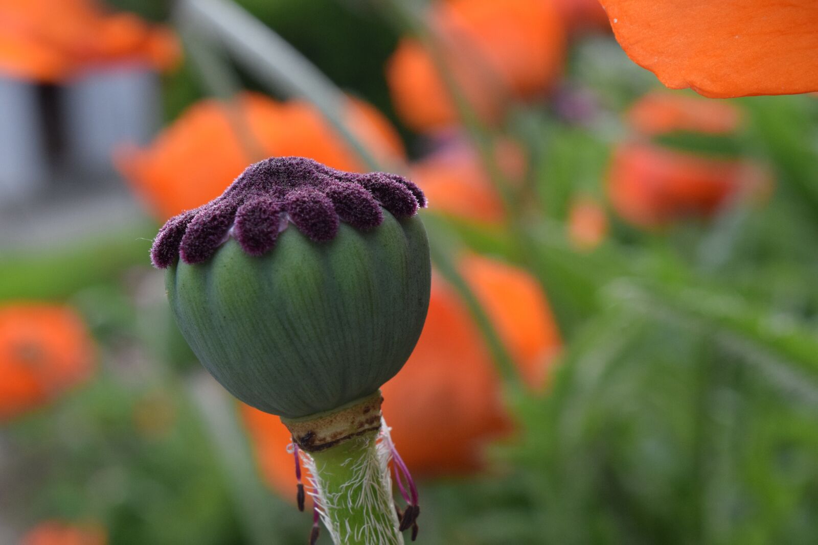 Nikon D3300 sample photo. Poppy, bud, capsule photography