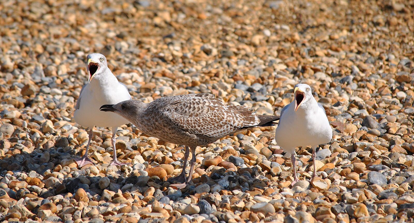 Nikon D3000 sample photo. Seagull, birds, beach photography