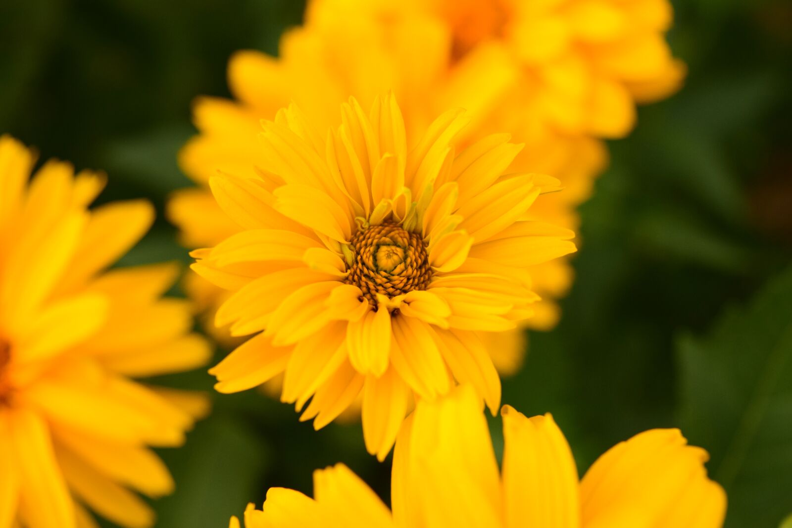 Nikon D3300 sample photo. Flowers, yellow, close up photography
