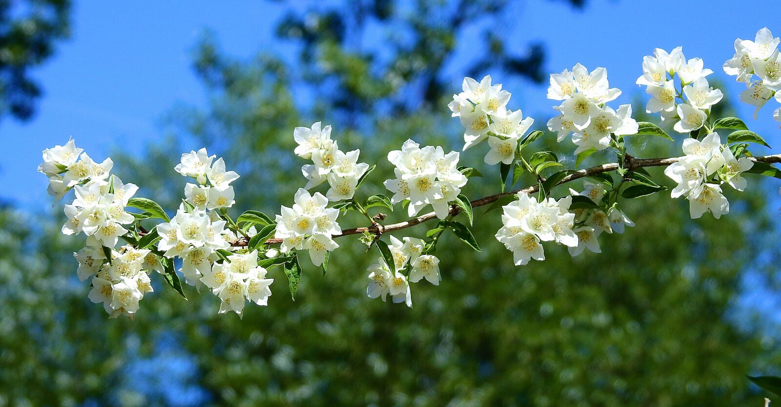 Nikon Coolpix P900 sample photo. Flowers, spring, nature photography