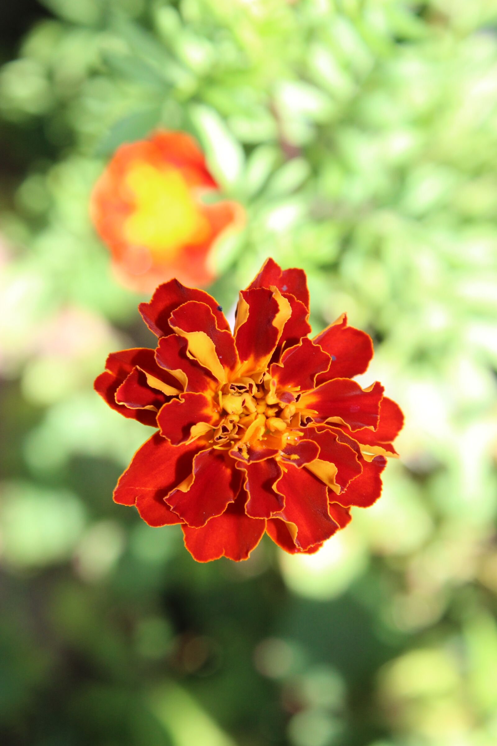 Canon EOS 1300D (EOS Rebel T6 / EOS Kiss X80) sample photo. Flower, bright, outdoor photography