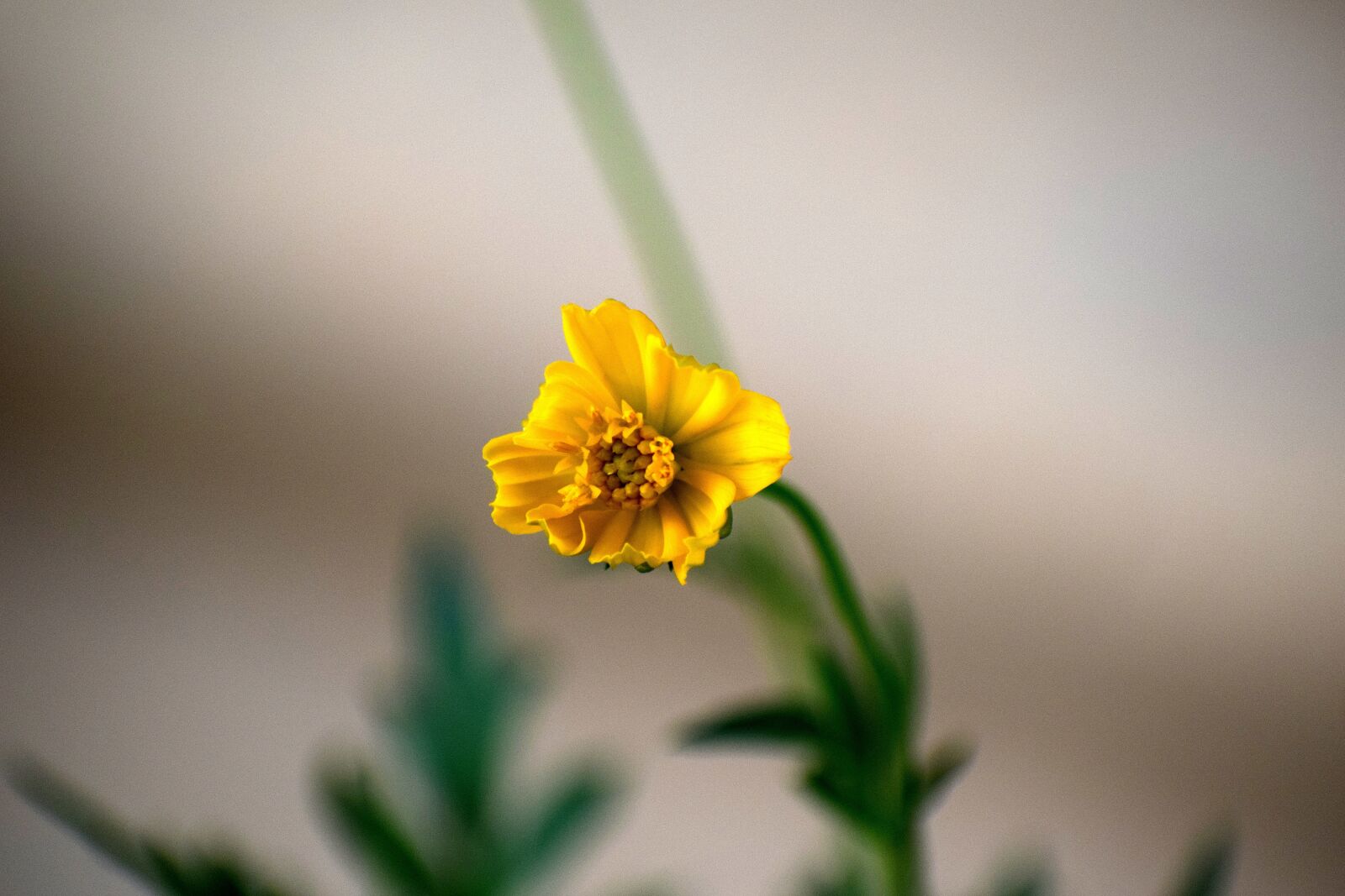 Nikon D3300 sample photo. Nature, flower, plant photography
