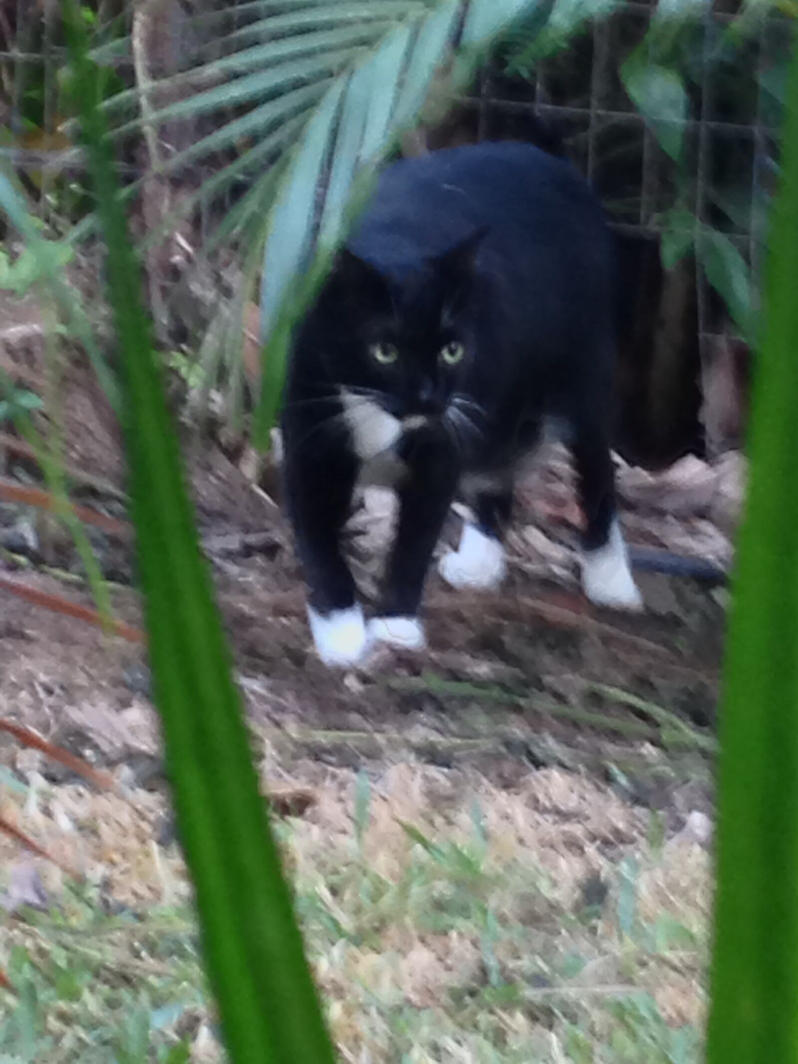 Apple iPhone 5 sample photo. Kitty, jungle, cat photography