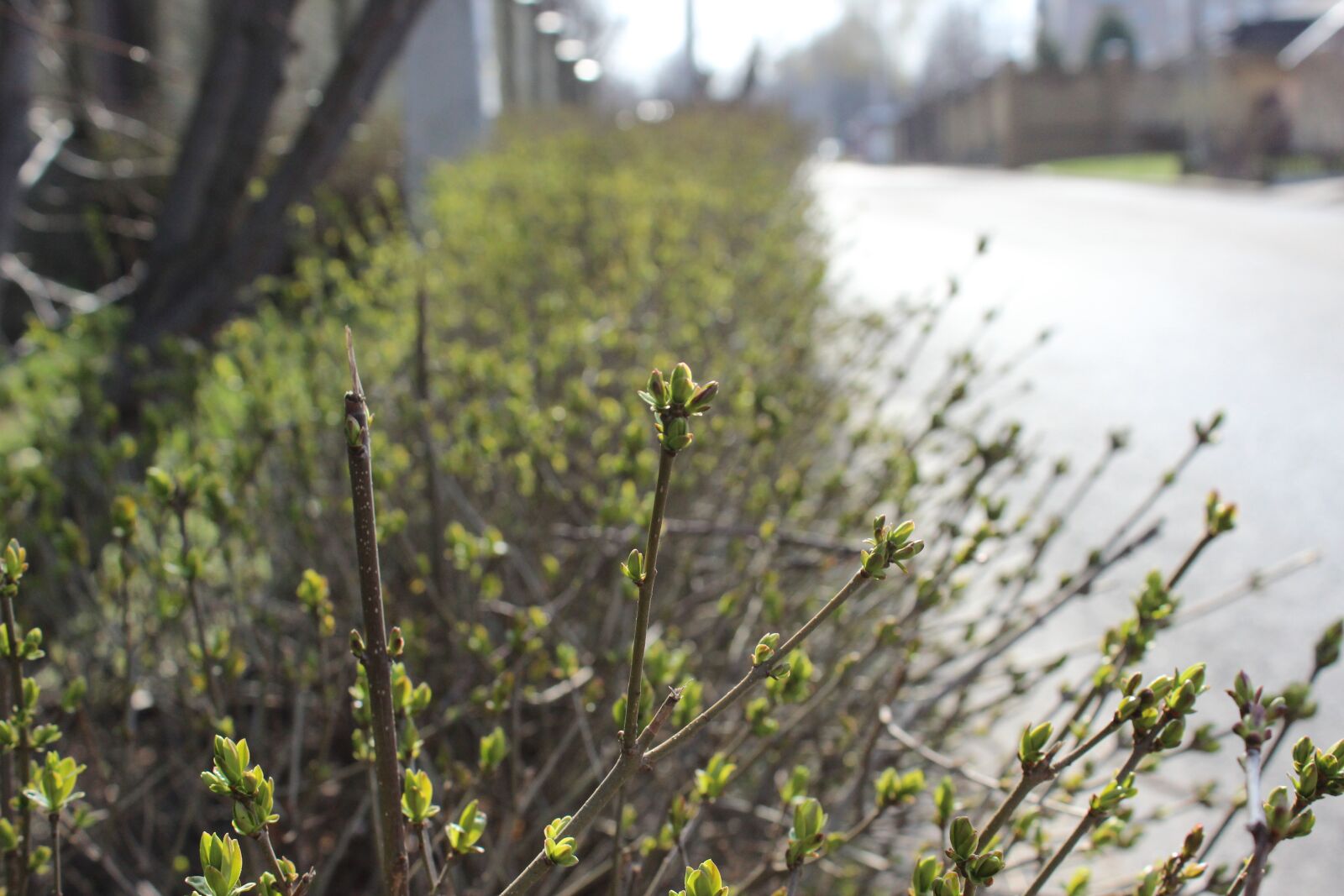 Canon EOS 600D (Rebel EOS T3i / EOS Kiss X5) sample photo. Nature, landscape, relaxation photography