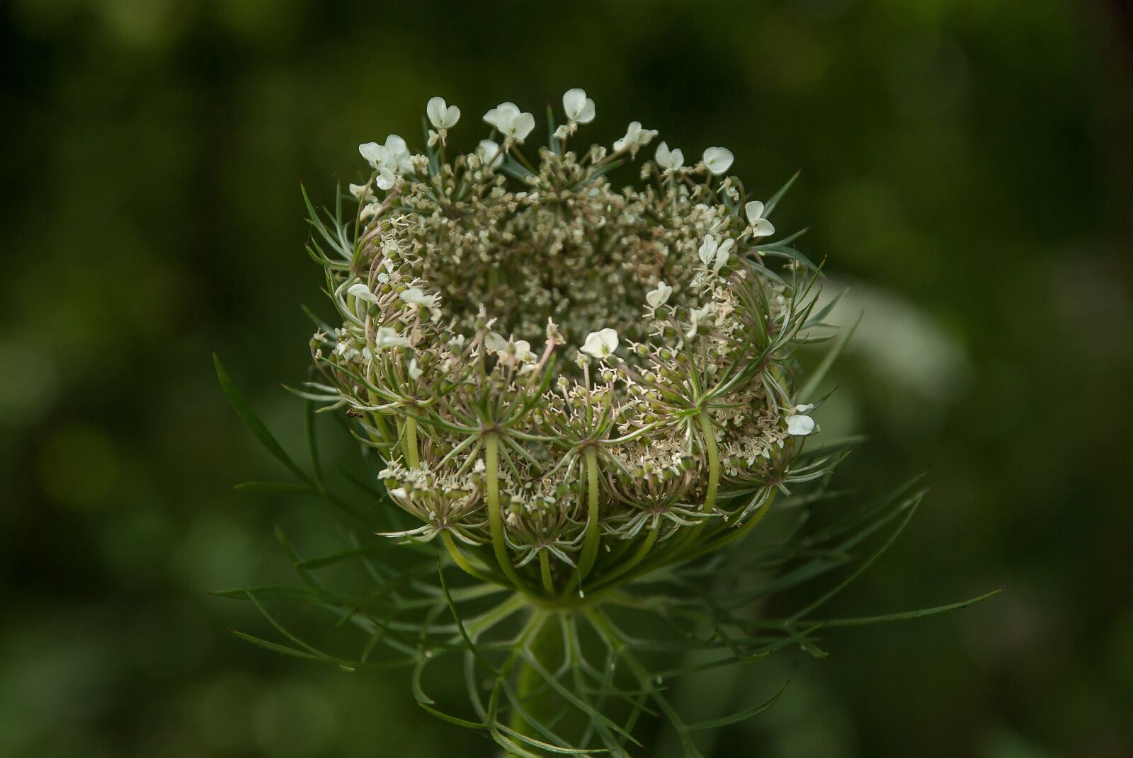 Pentax K10D sample photo. Plant, wild flower, wild photography