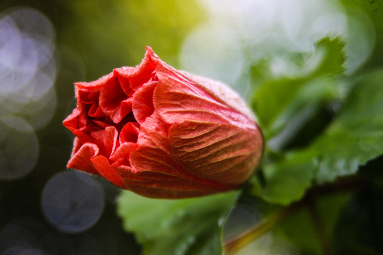 Canon EOS 40D sample photo. Flower, plant, garden photography