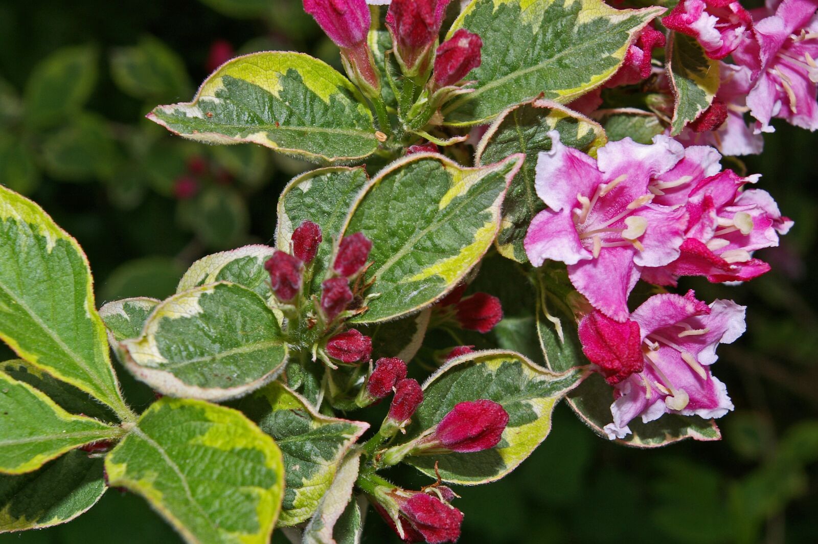 Pentax *ist DL2 sample photo. Weigela, bush, flowering shrub photography