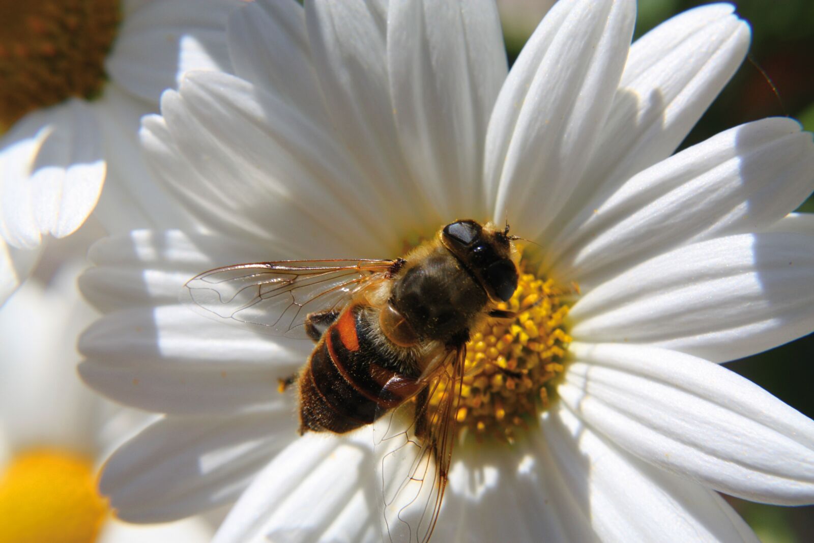 Canon EOS 450D (EOS Rebel XSi / EOS Kiss X2) sample photo. Bee, flower, close up photography