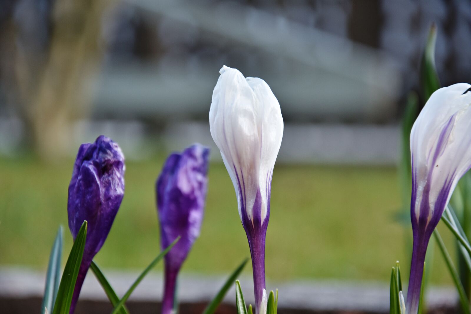 Nikon D3400 sample photo. Nature, flower, plant photography