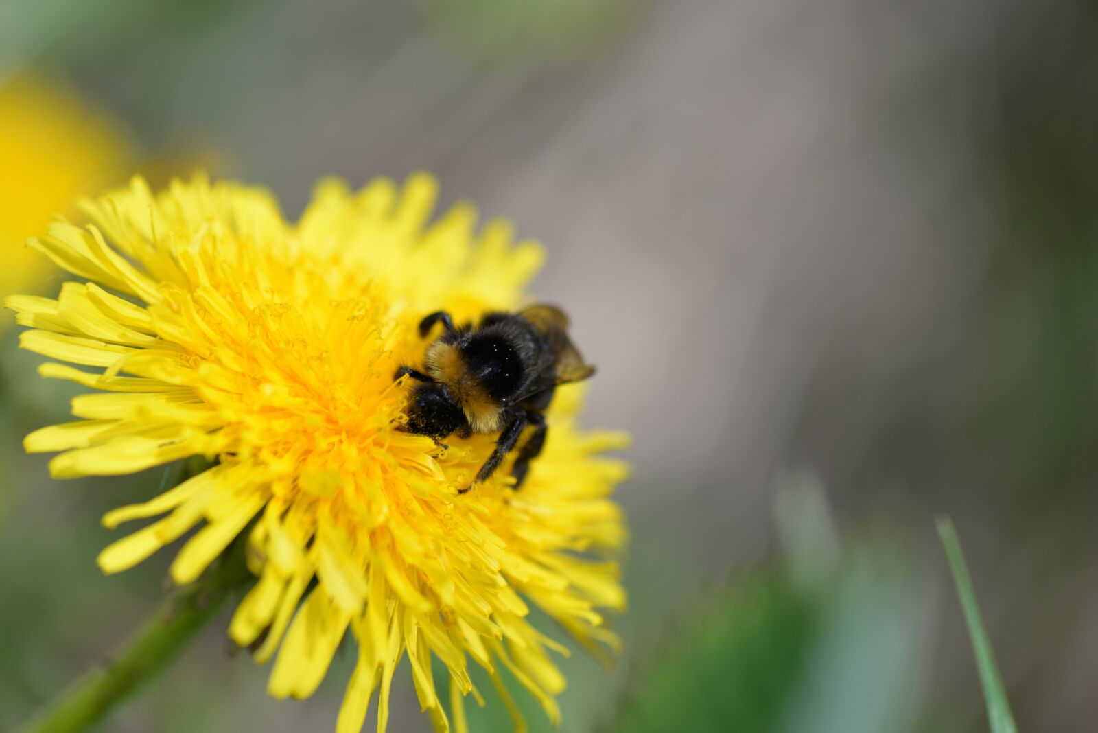 Nikon D610 sample photo. Hummel, blossom, bloom photography