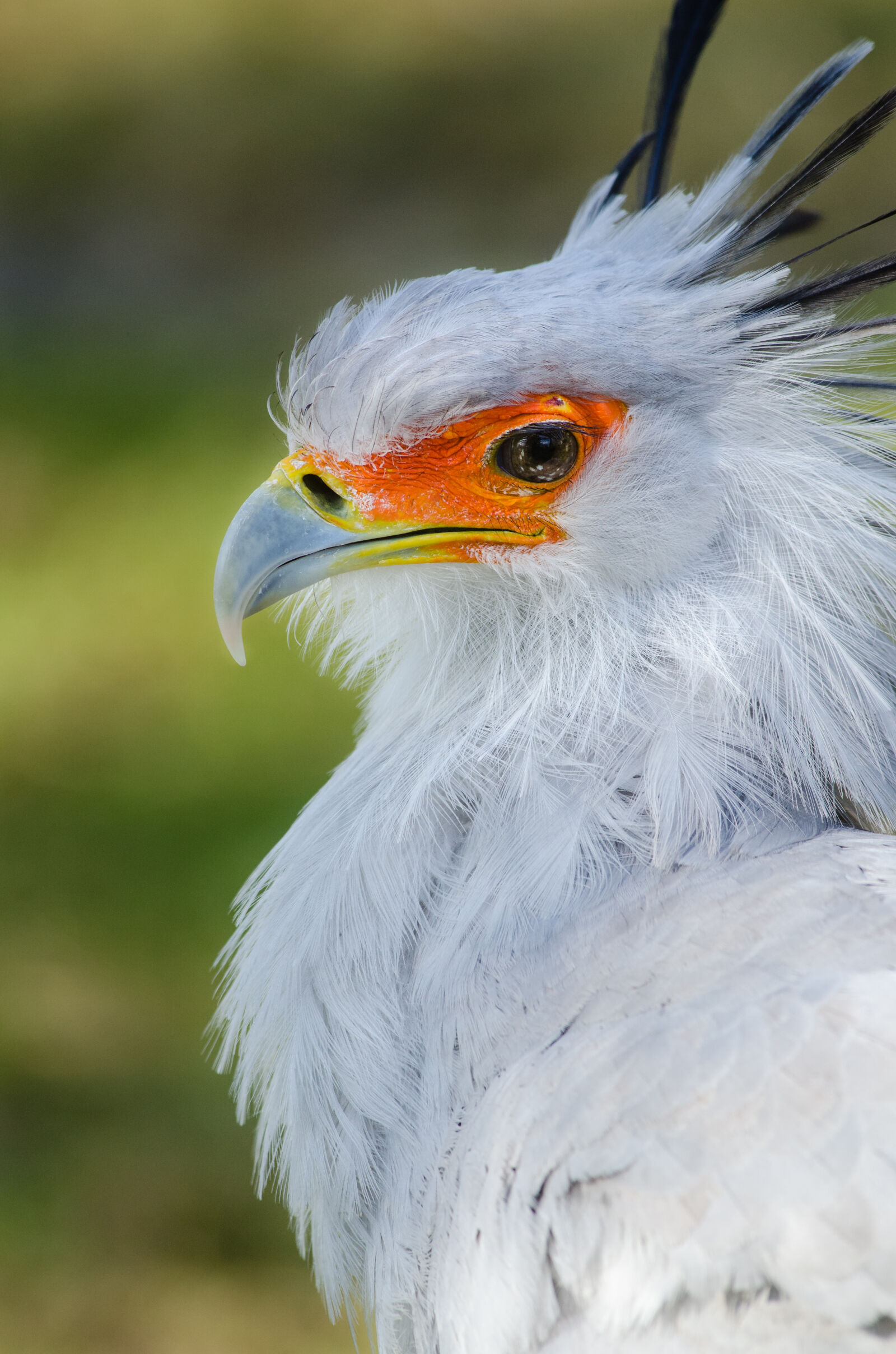 Nikon D7000 + Sigma APO Tele Macro 300mm F4 sample photo