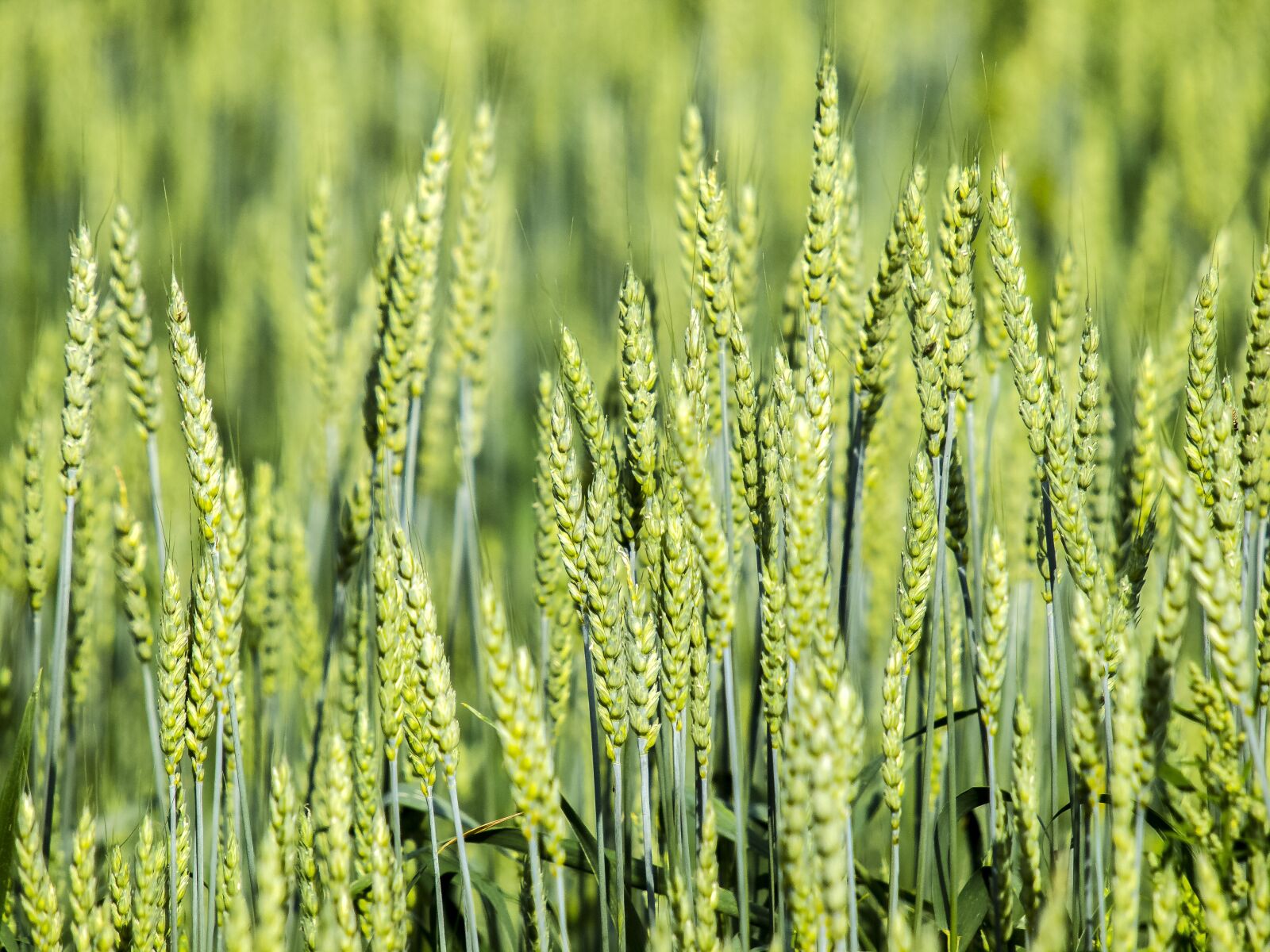 Olympus E-5 + SIGMA 50-500mm F4-6.3 DG HSM sample photo. Cereals, field, spike photography