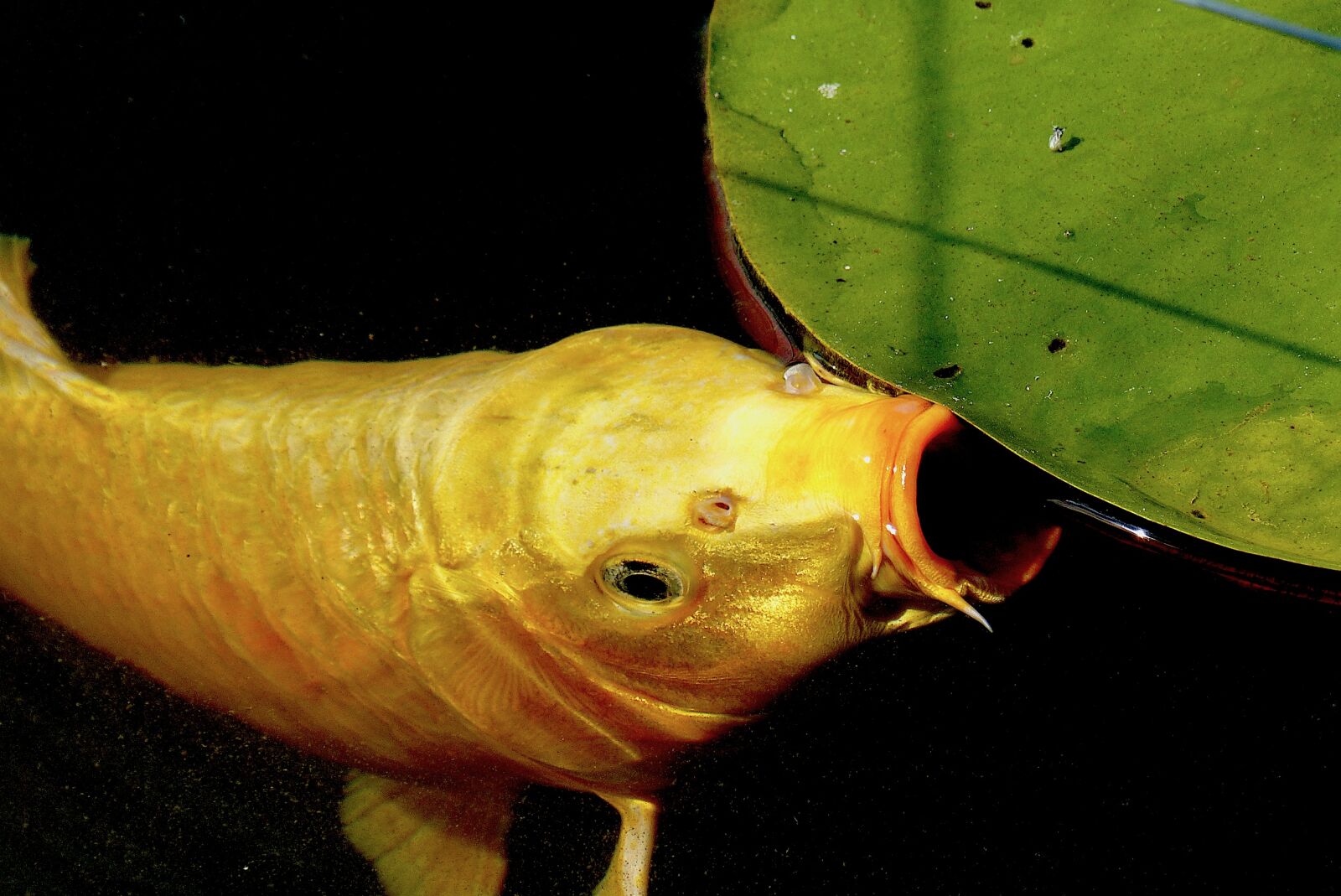 Panasonic Lumix DMC-FZ200 sample photo. Gold carp, foot, foraging photography