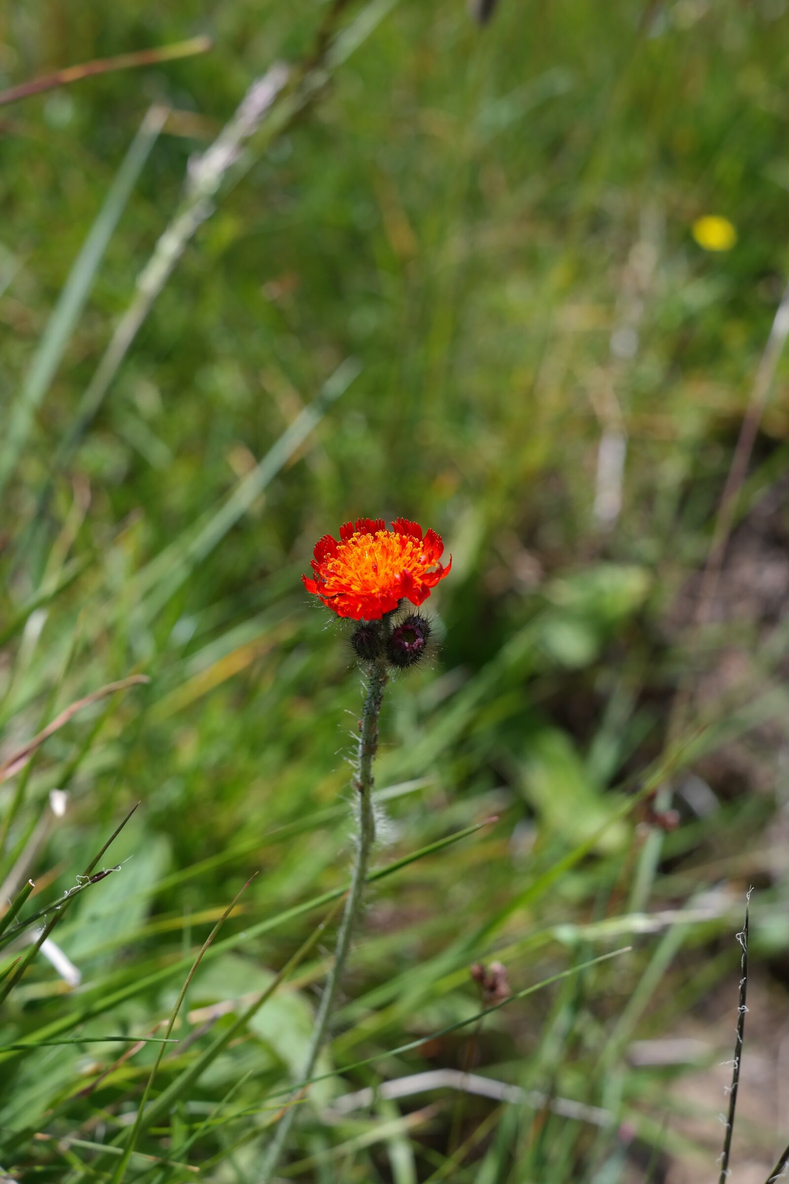Samsung NX300 sample photo. Orange red hawkweed, flower photography