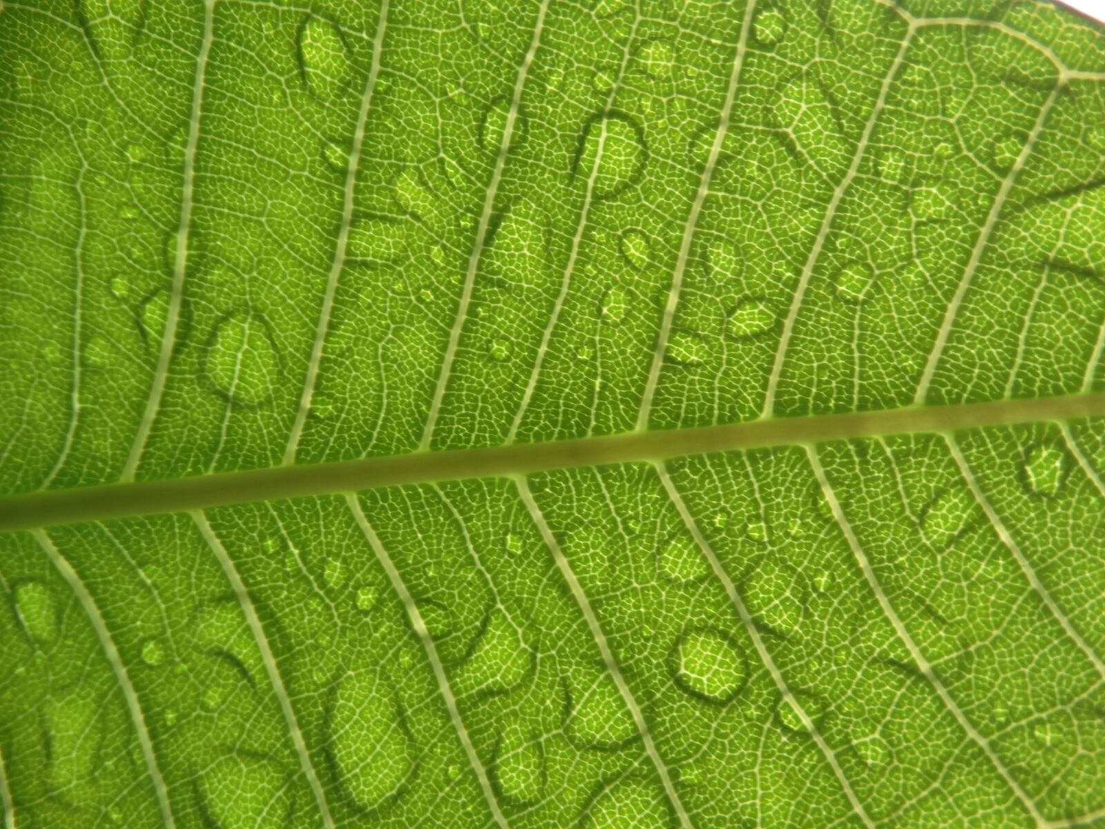 Sony Cyber-shot DSC-HX300 sample photo. Dew, dewdrop, drop, droplet photography