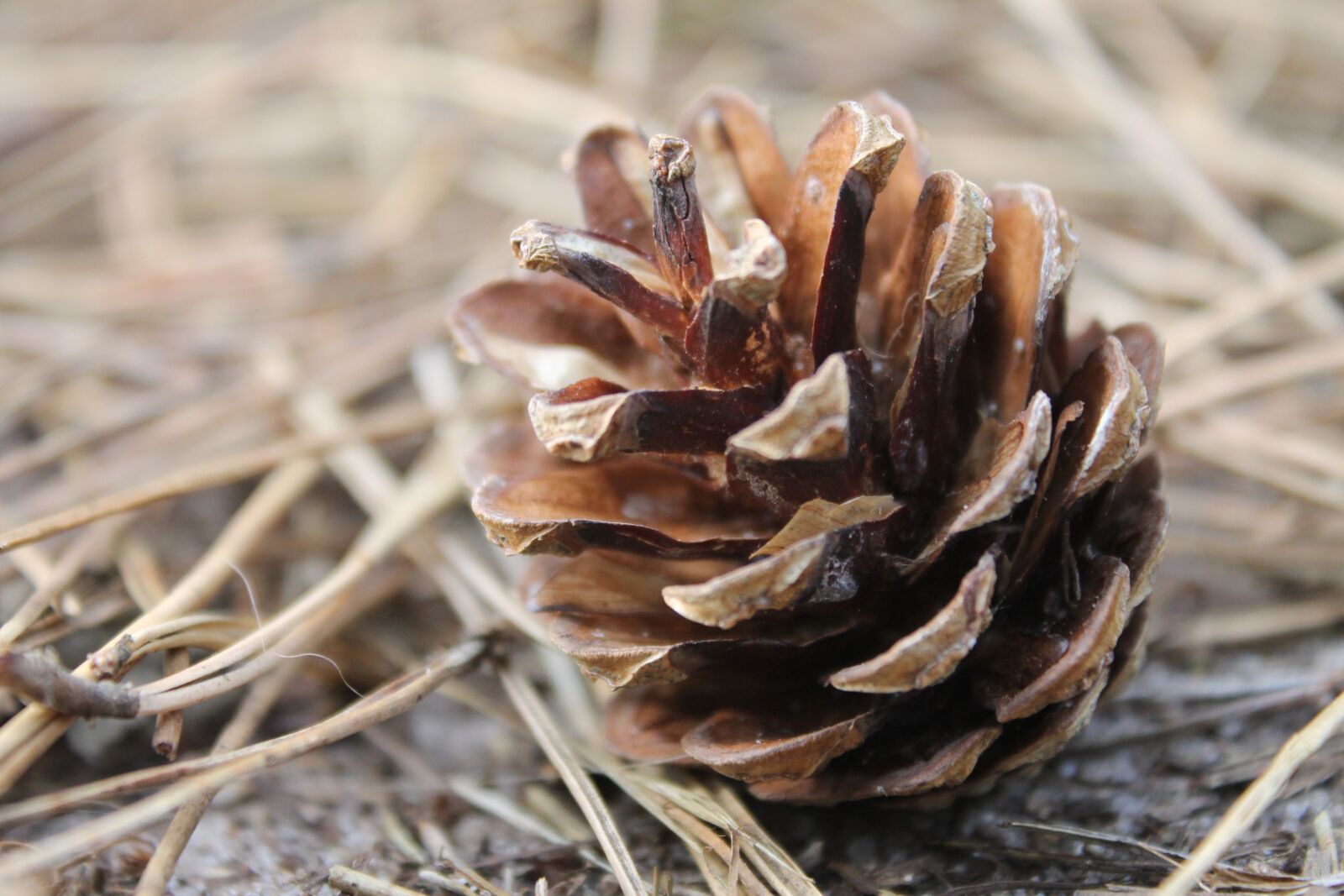 Canon EOS 1100D (EOS Rebel T3 / EOS Kiss X50) sample photo. Pinecone, nature, autumn photography