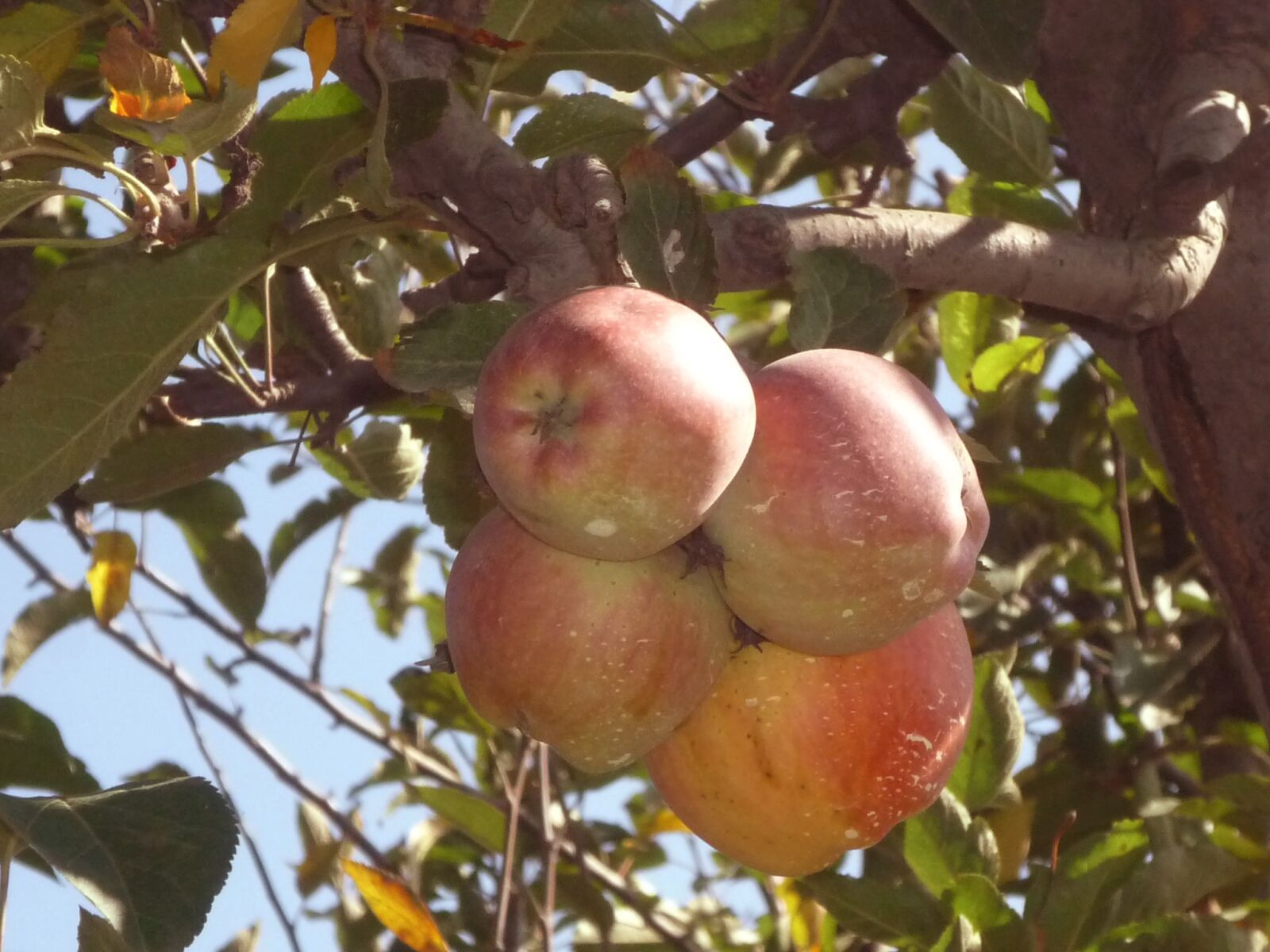 Panasonic Lumix DMC-FS3 sample photo. Apples, nature, food photography