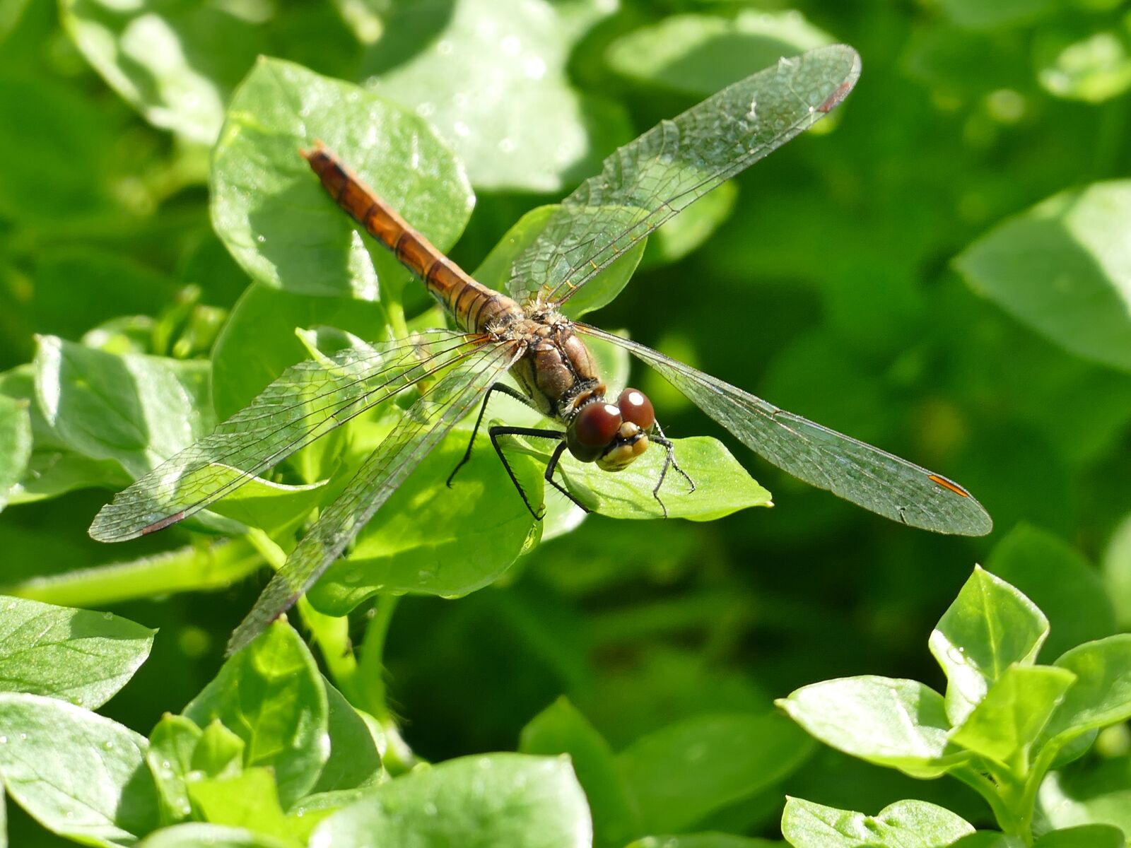 Panasonic Lumix DMC-FZ1000 sample photo. Nature, animal, insect photography