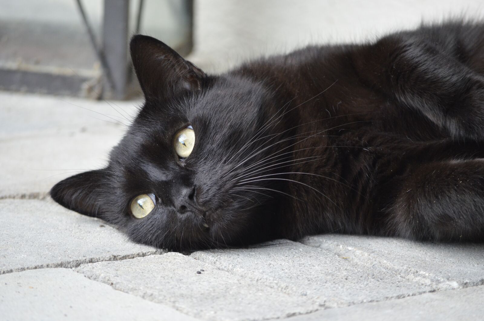 Nikon D5100 sample photo. Animal portrait, cat, black photography