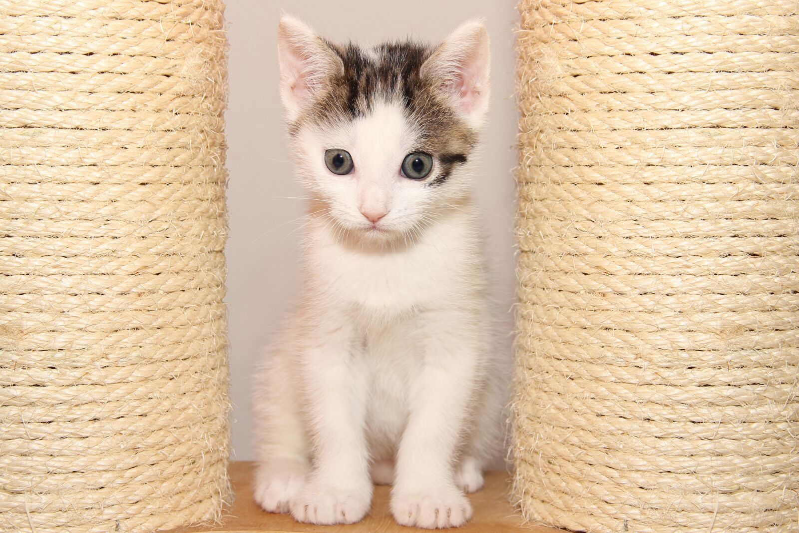 Canon EOS 600D (Rebel EOS T3i / EOS Kiss X5) sample photo. Cat, small, kitten photography
