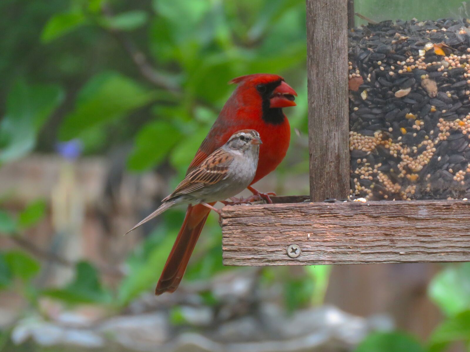 Canon PowerShot SX60 HS sample photo. Birds, cardinal, sparrow photography