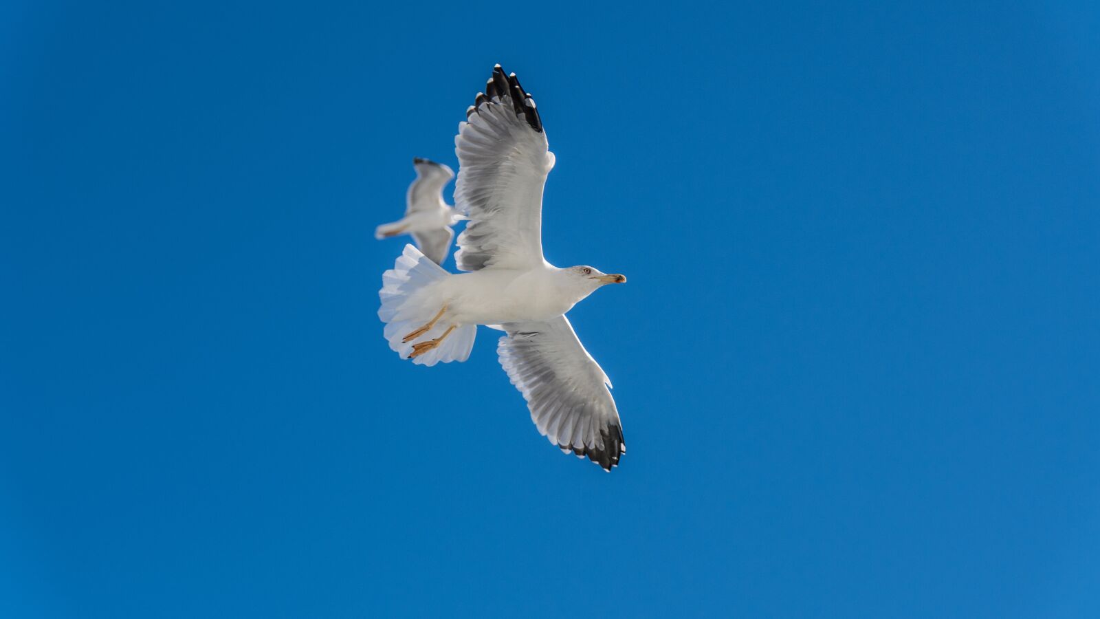 Nikon D500 sample photo. Sky, flight, nature photography