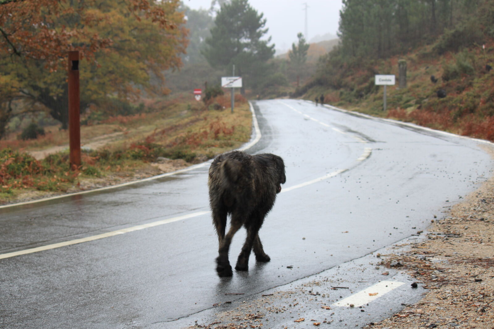 Canon EF-S 55-250mm F4-5.6 IS sample photo. Dog, rain, road photography