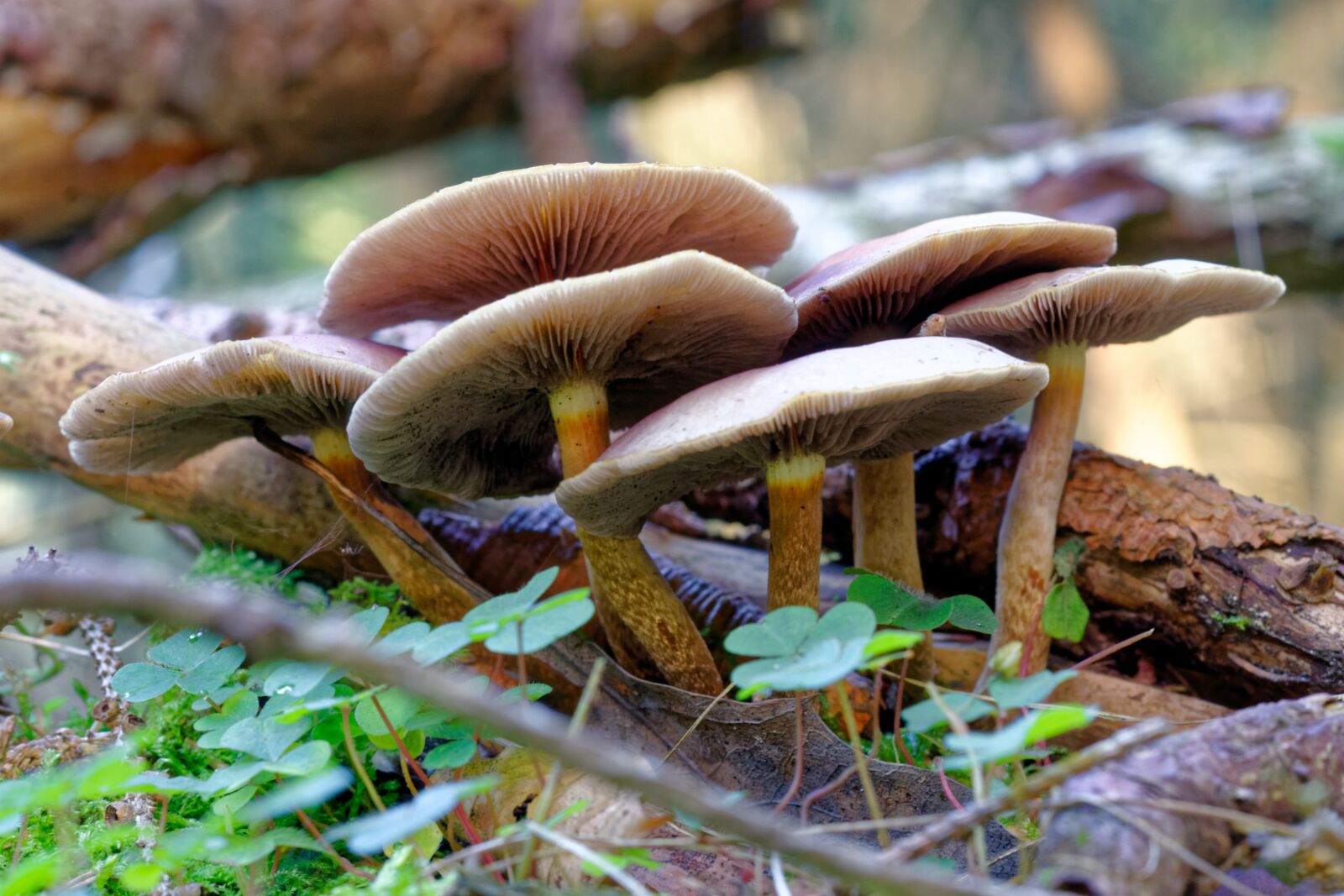 Nikon D300S sample photo. Mushroom, rac, nature photography