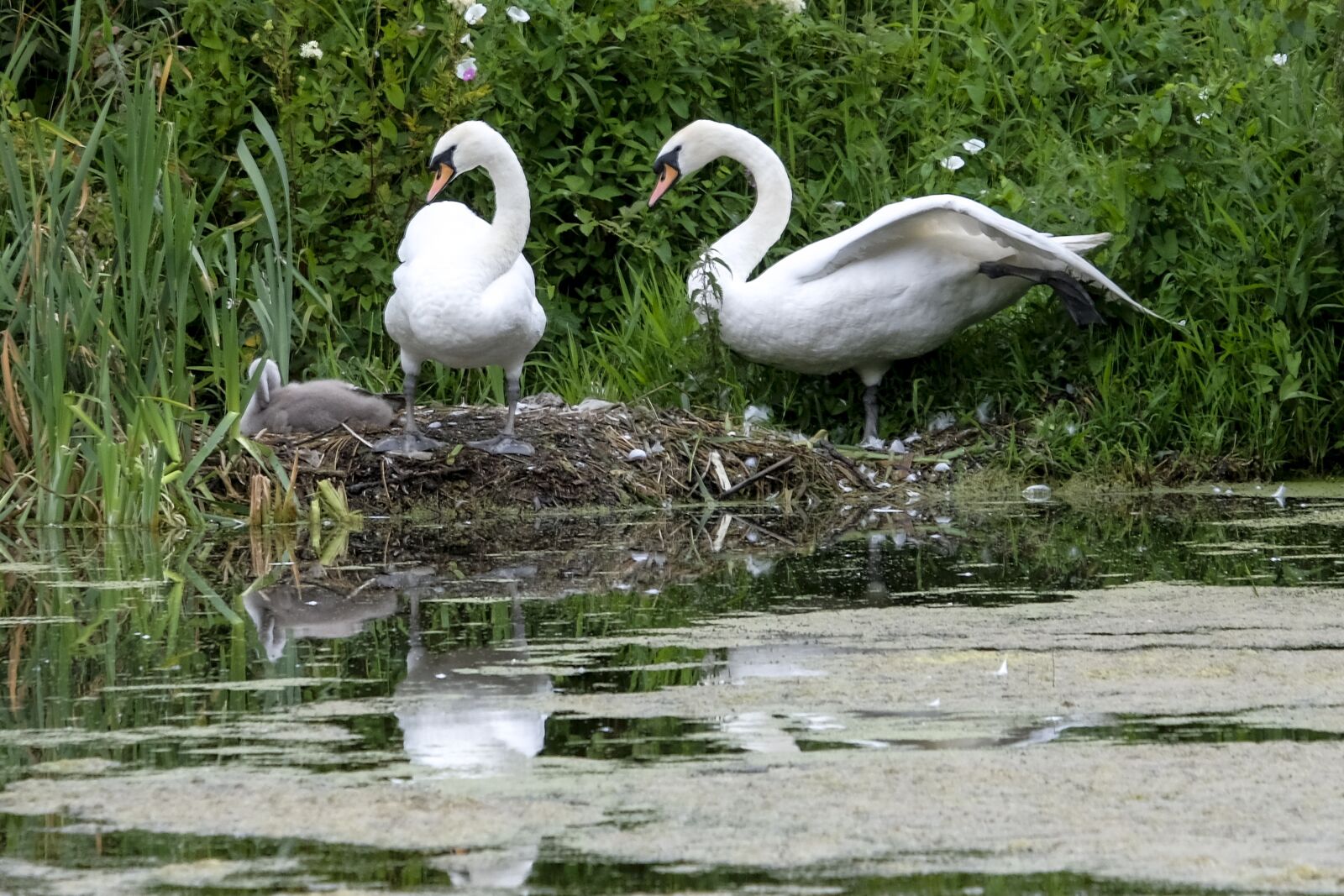 Fujifilm X-T2 + Fujifilm XF 55-200mm F3.5-4.8 R LM OIS sample photo. Swan, bird, water photography